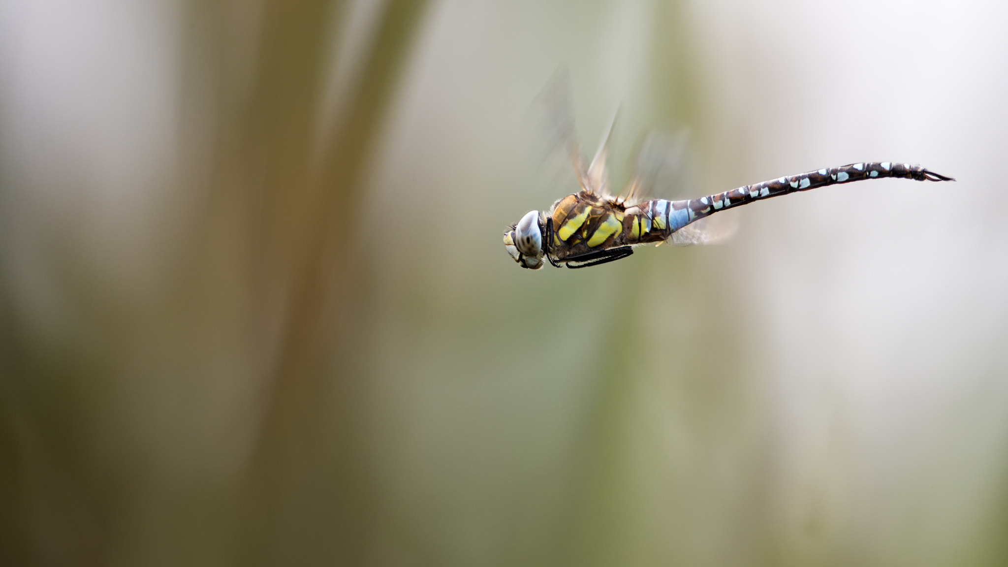 Canon EOS-1D X Mark II sample photo. Flight of the migrant hawker # 5

 photography