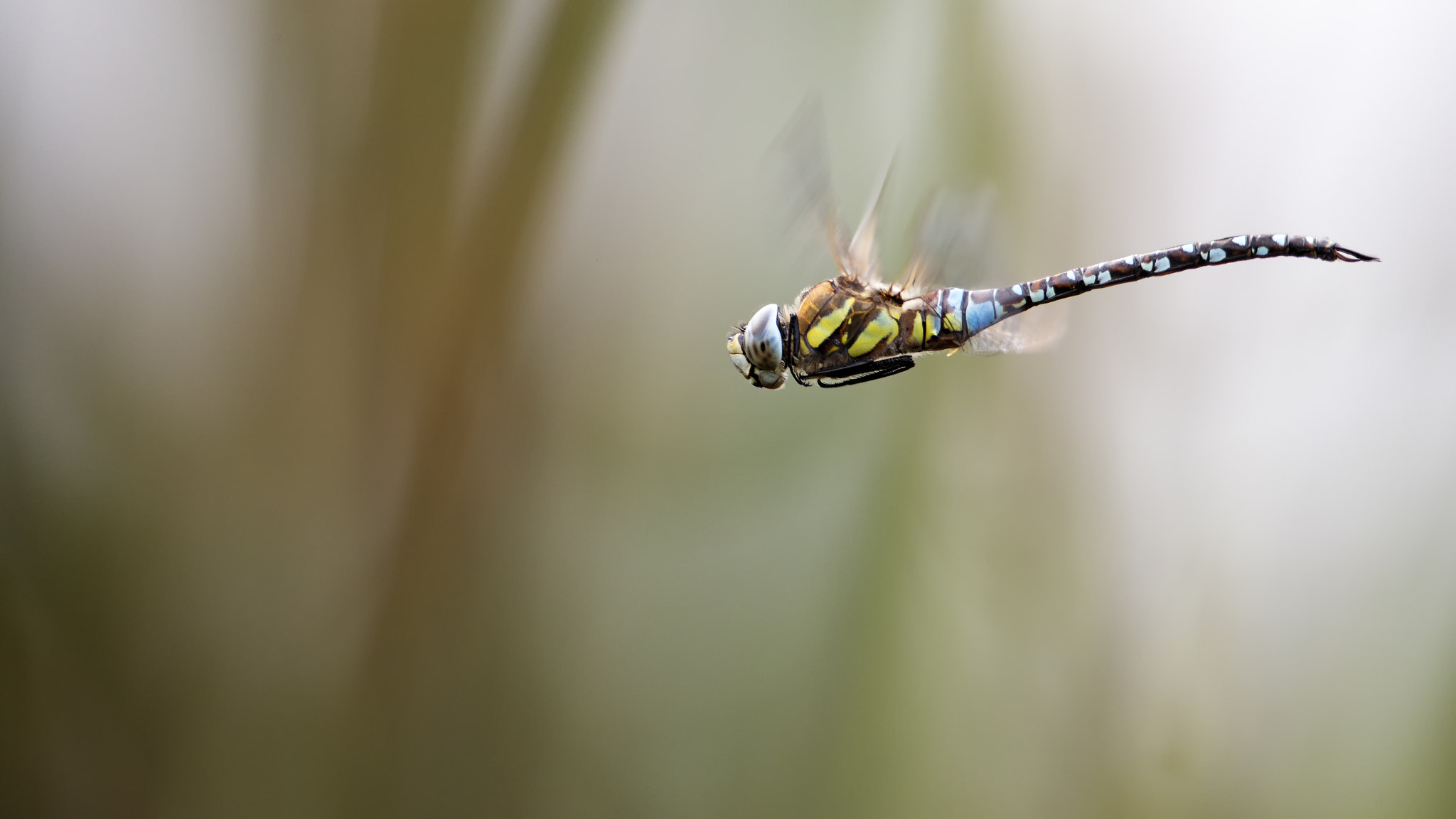 Canon EF 300mm F2.8L IS II USM sample photo. Flight of the migrant hawker # 5

 photography