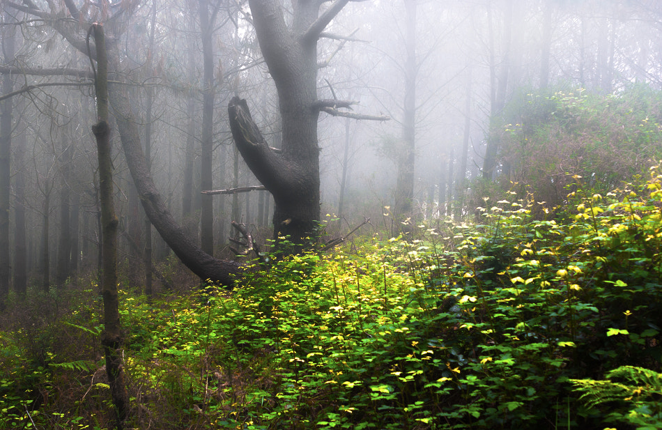 AF Zoom-Nikkor 28-85mm f/3.5-4.5 sample photo. Into the woods photography