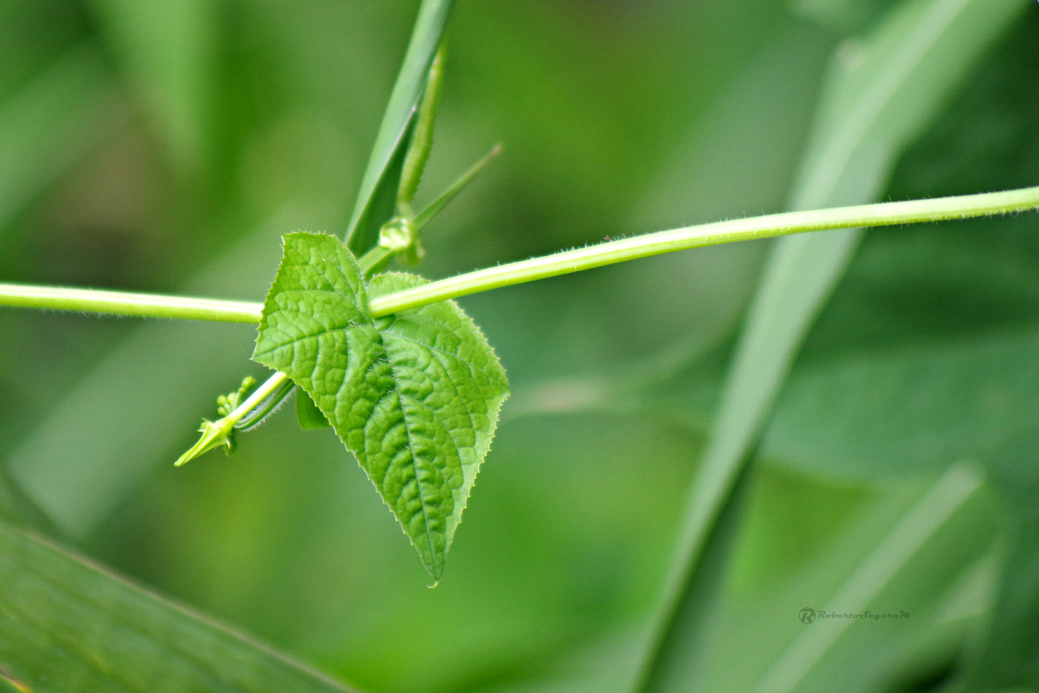 Pentax K-S2 sample photo. A lo verde photography