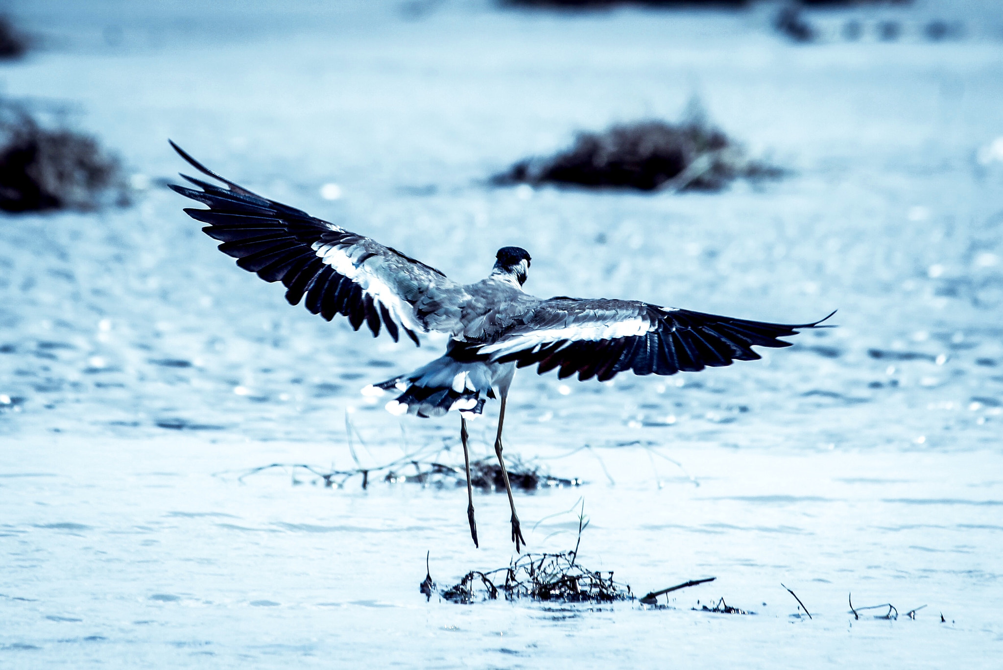 Canon EF-S 55-250mm F4-5.6 IS II sample photo. Come fly with me! photography