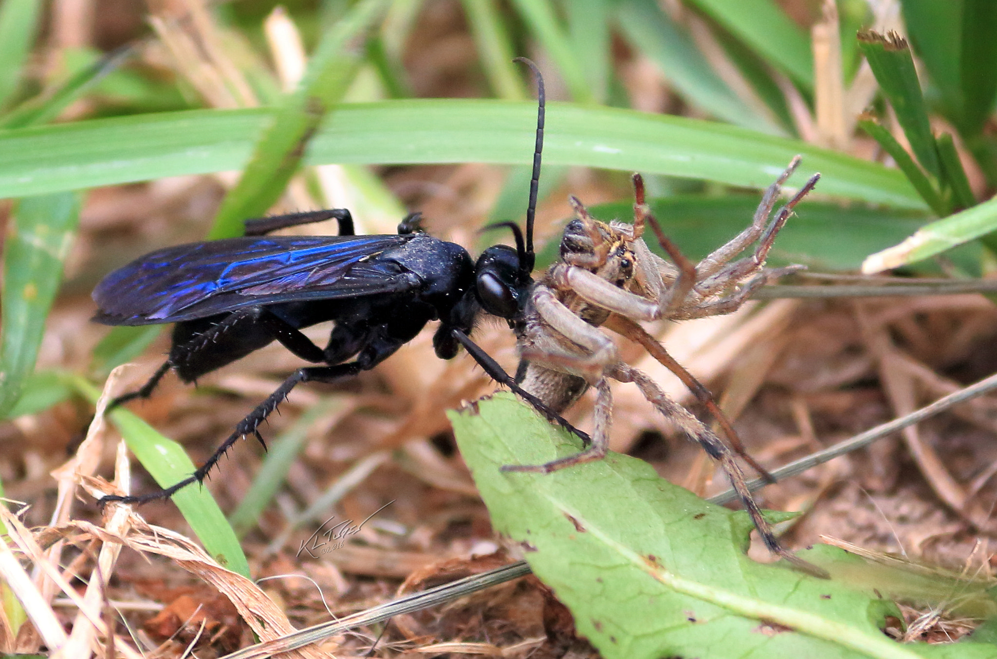 Canon EOS 100D (EOS Rebel SL1 / EOS Kiss X7) sample photo. Spider v wasp photography