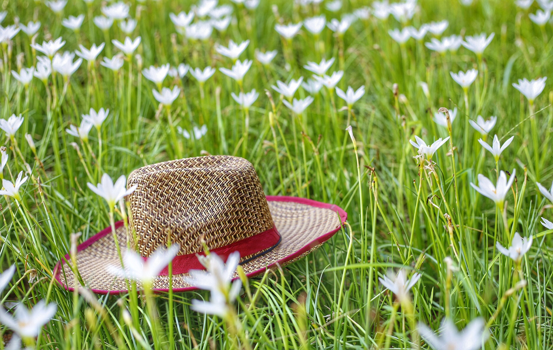 Canon EF 50mm F1.8 STM sample photo