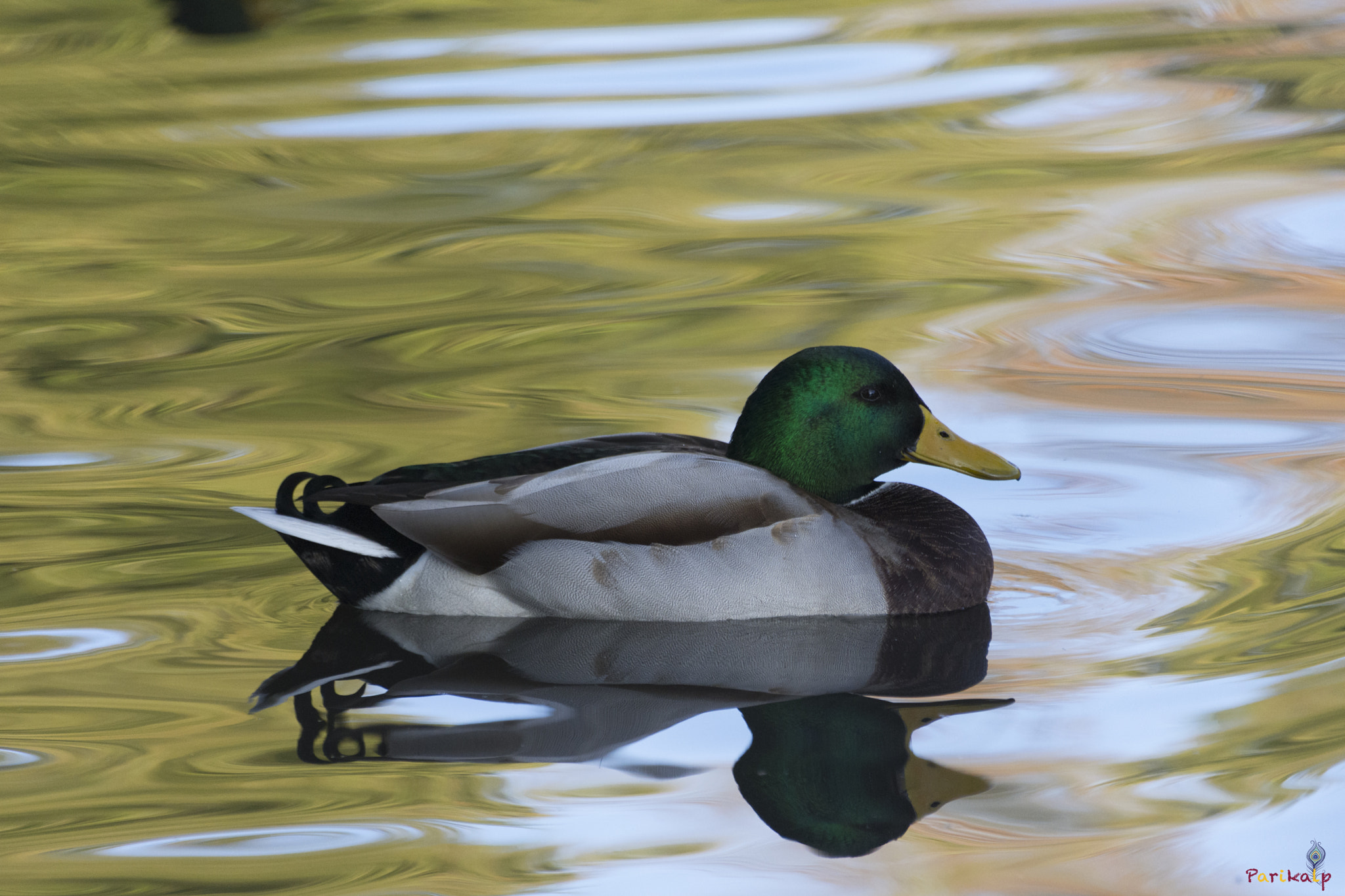 Sigma 70-300mm F4-5.6 APO DG Macro sample photo. Smooth ride photography