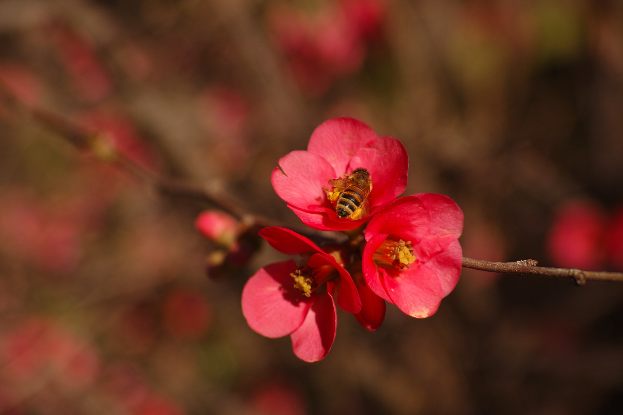 Sigma 50mm F2.8 EX DG Macro sample photo. A study in red photography