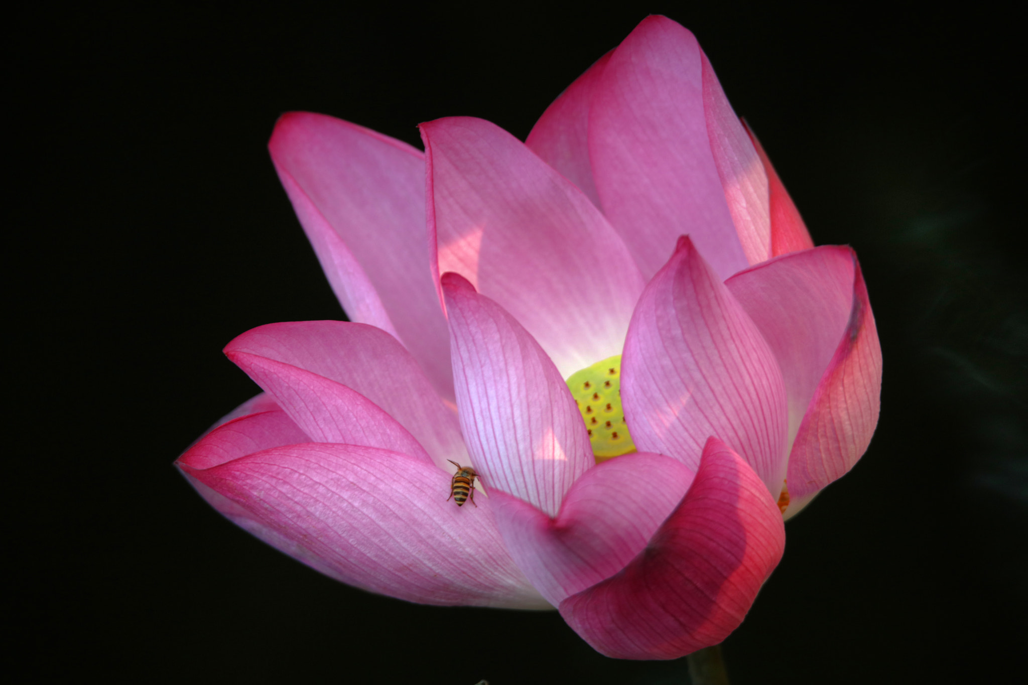 Tamron SP 150-600mm F5-6.3 Di VC USD sample photo. Bee and lotus photography
