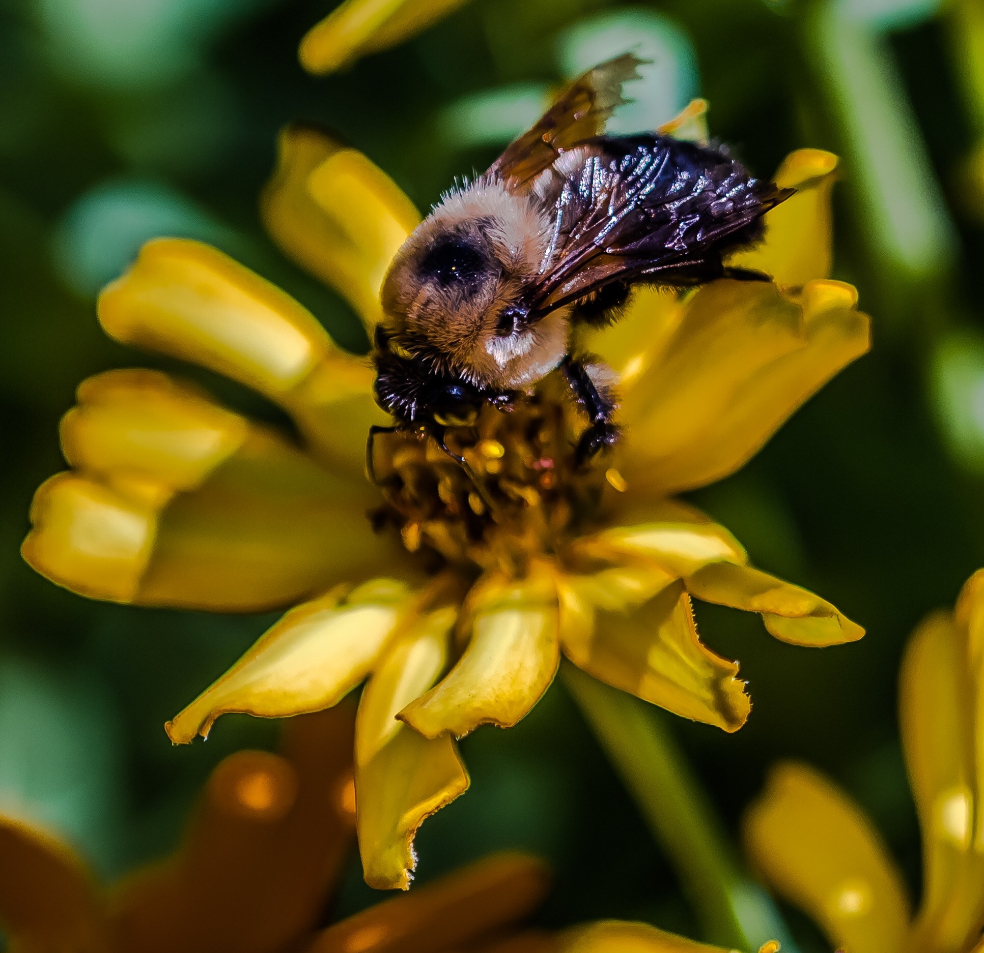 Nikon D750 + Nikon AF Micro-Nikkor 200mm F4D ED-IF sample photo. Hard work photography