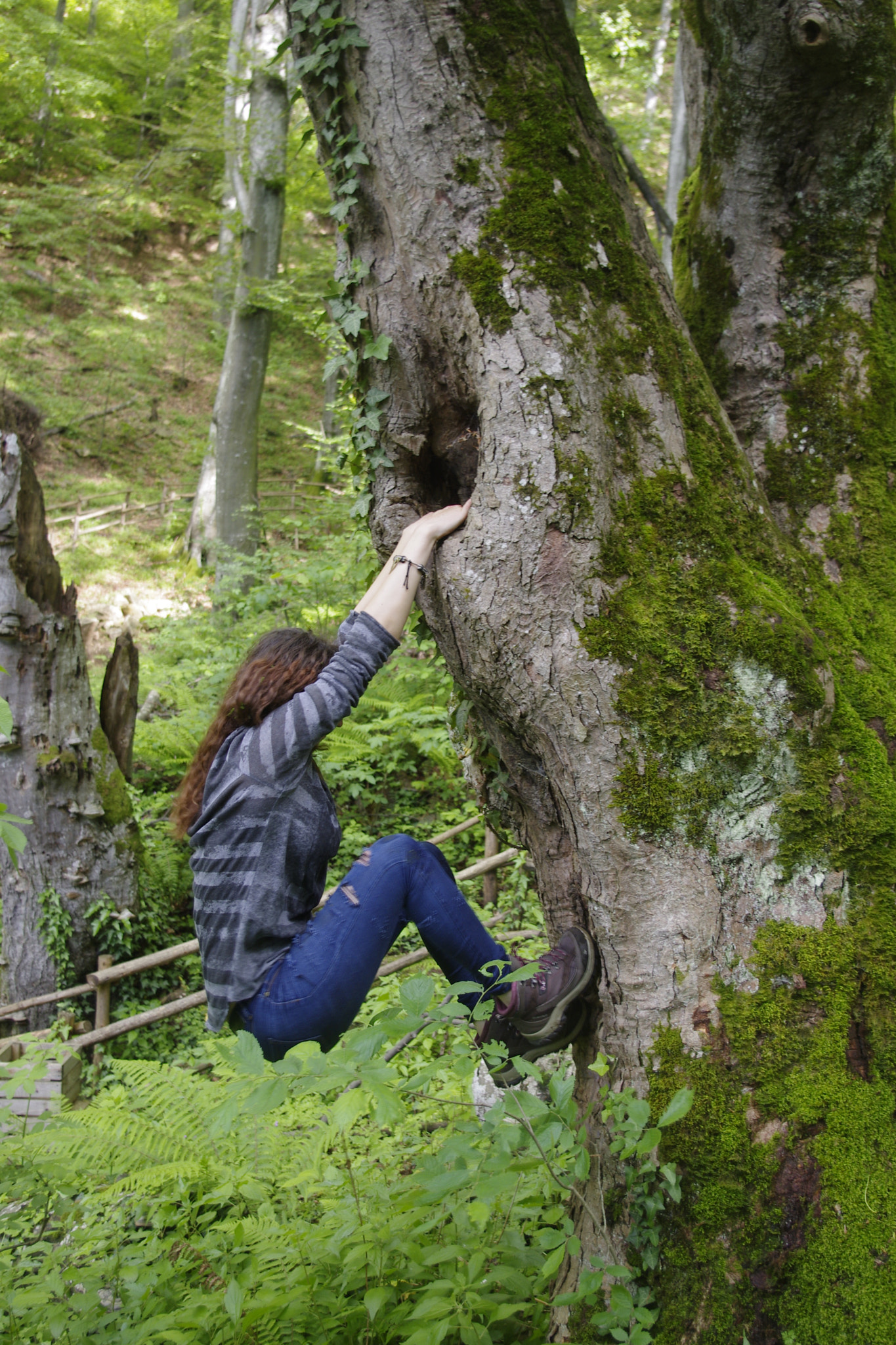 Pentax K-r sample photo. Just climb that goddamn tree photography