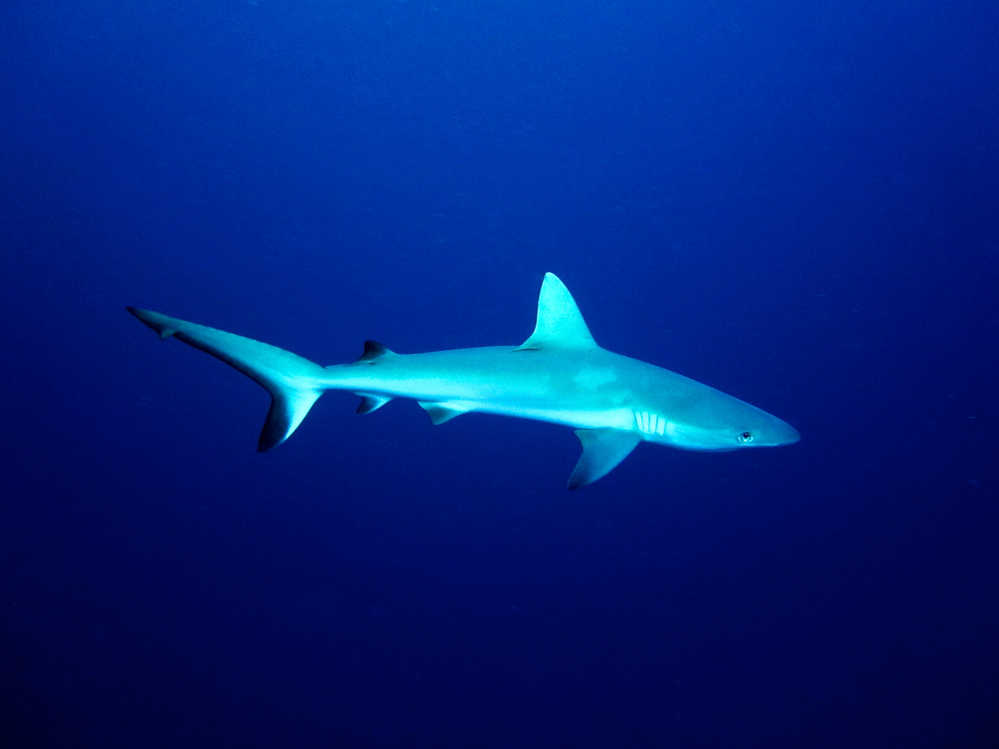 Canon PowerShot SD940 IS (Digital IXUS 120 IS / IXY Digital 220 IS) sample photo. Grey reef shark, sipadan, malaysia photography