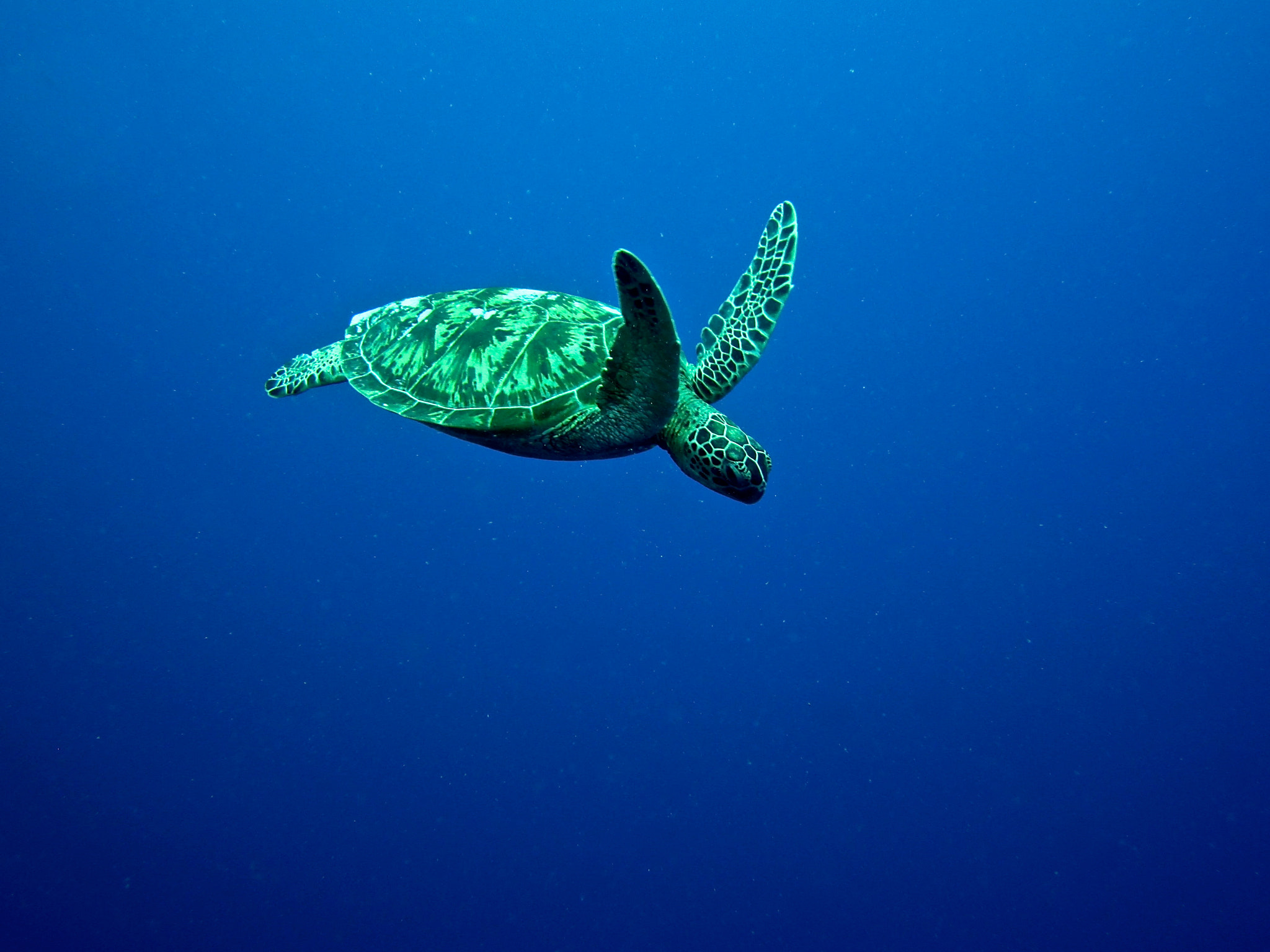 Canon PowerShot SD940 IS (Digital IXUS 120 IS / IXY Digital 220 IS) sample photo. Green turtle, sipadan photography