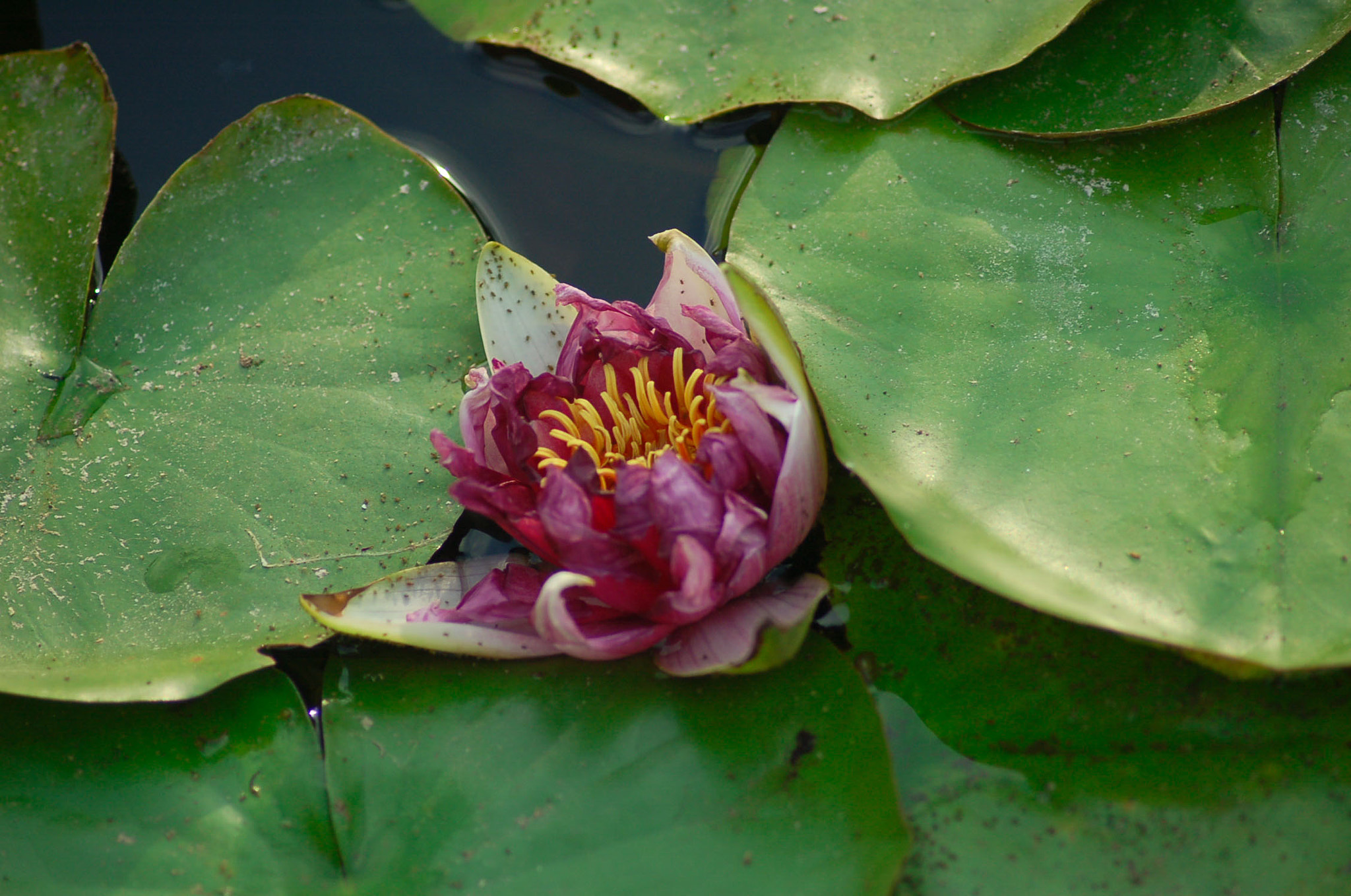 Nikon D50 sample photo. Malaga flower photography