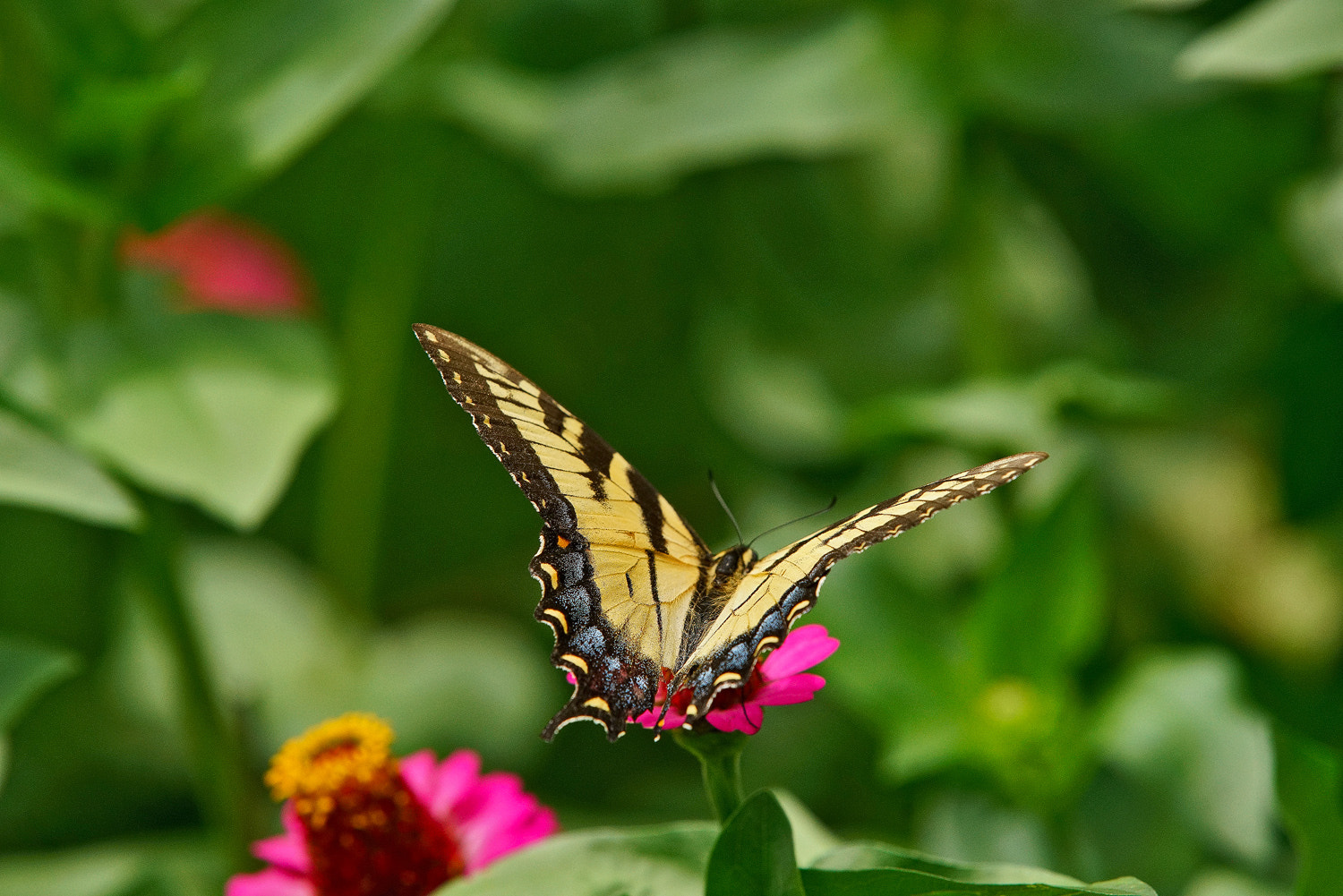 70-200mm F2.8 G SSM OSS II sample photo. Swallowtail in a sea of green photography