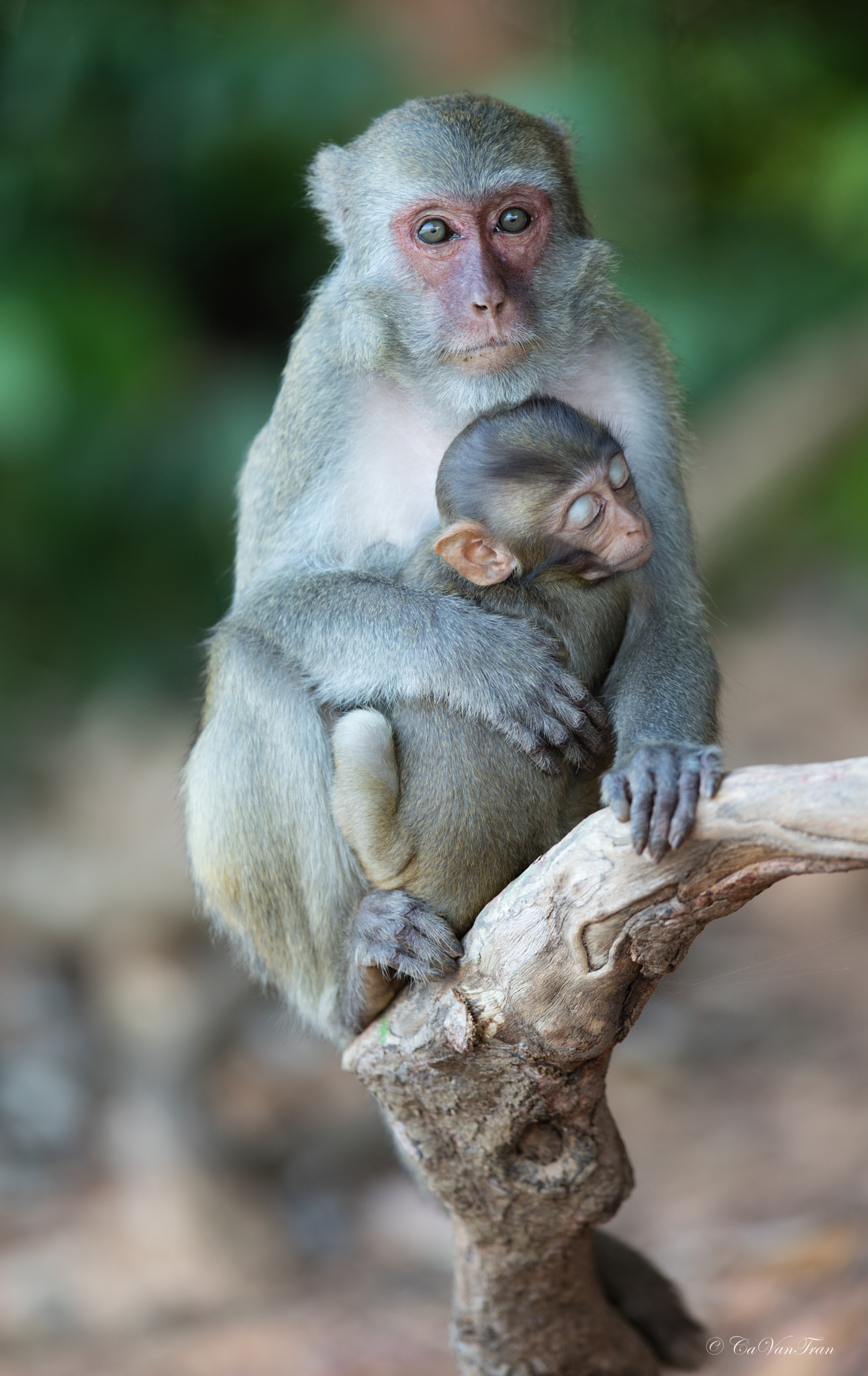 Canon EF 400mm F2.8L IS II USM sample photo. Napping photography