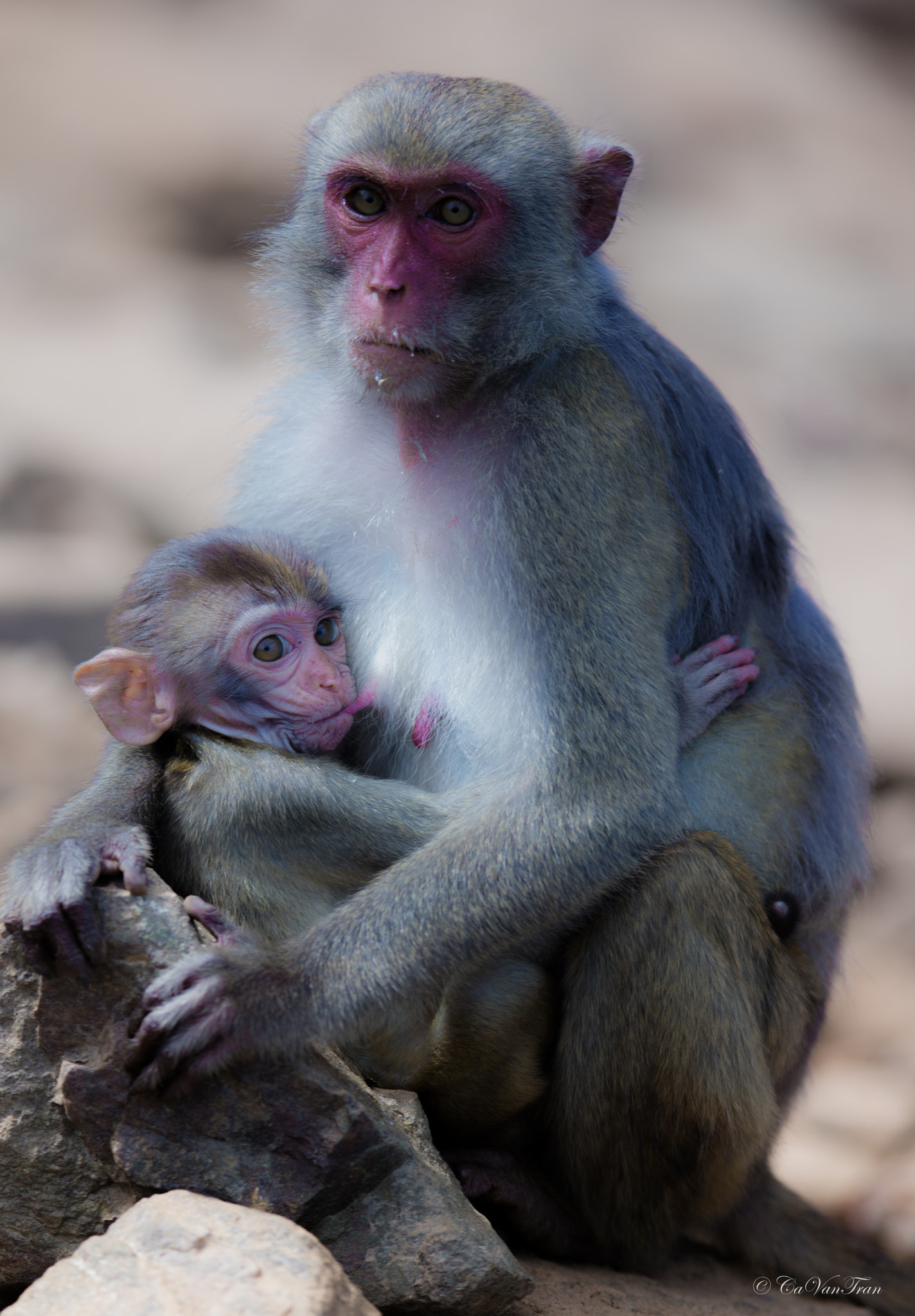 Canon EF 400mm F2.8L IS II USM sample photo. Breastfeeding photography
