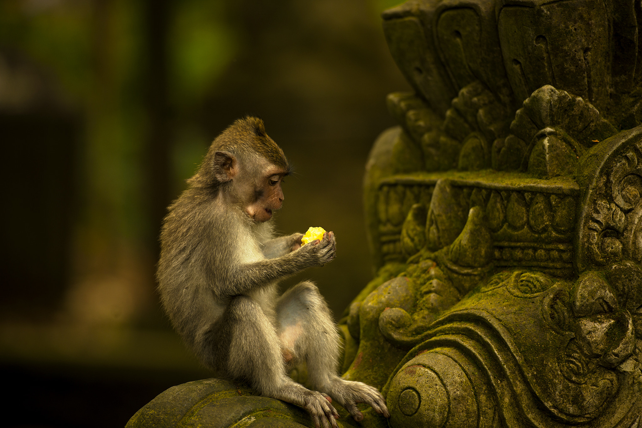 Nikon D3X sample photo. Monkey forest / ubud / bali // indonesia photography