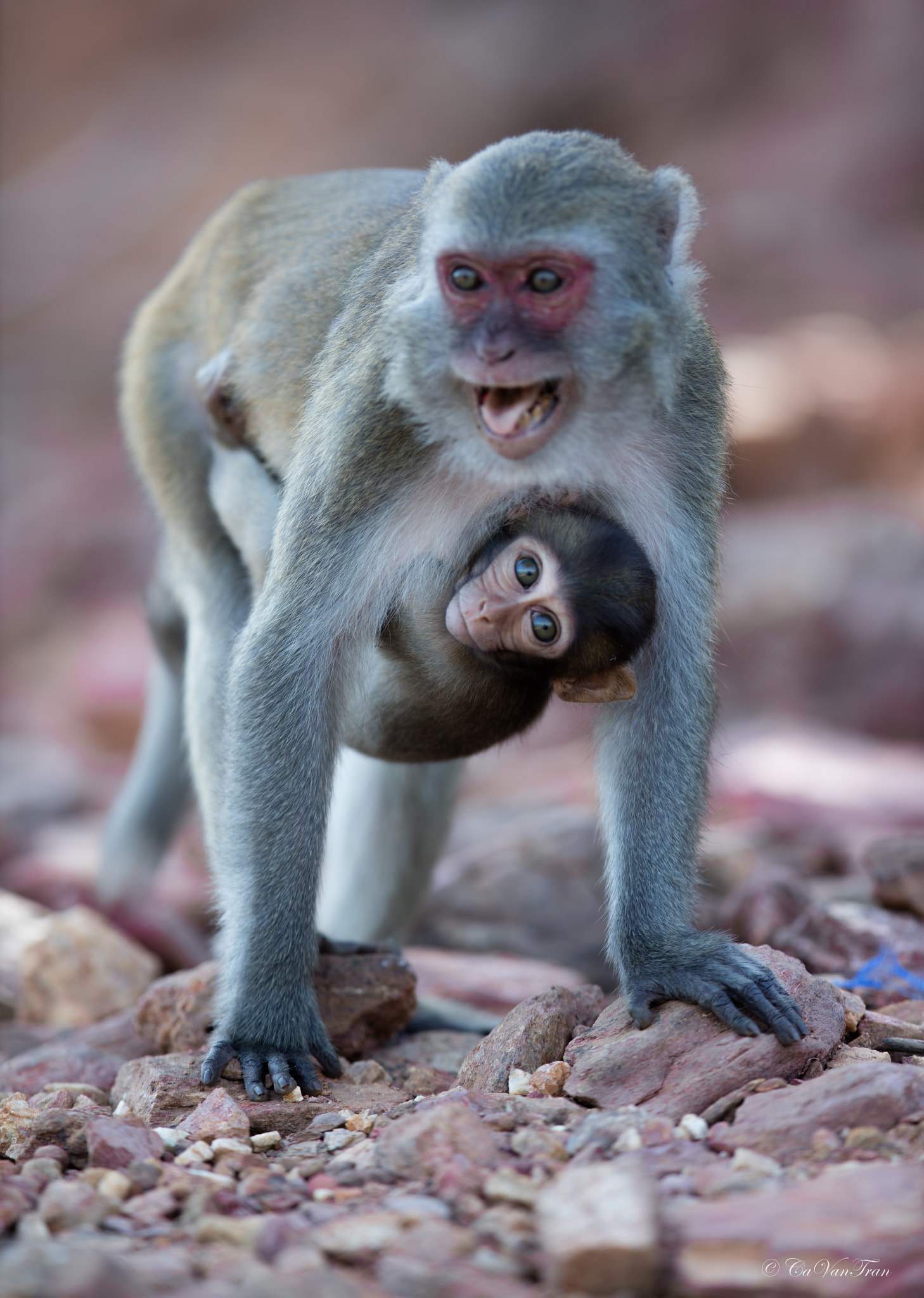 Canon EOS 5DS R + Canon EF 400mm F2.8L IS II USM sample photo. Angry monkey photography