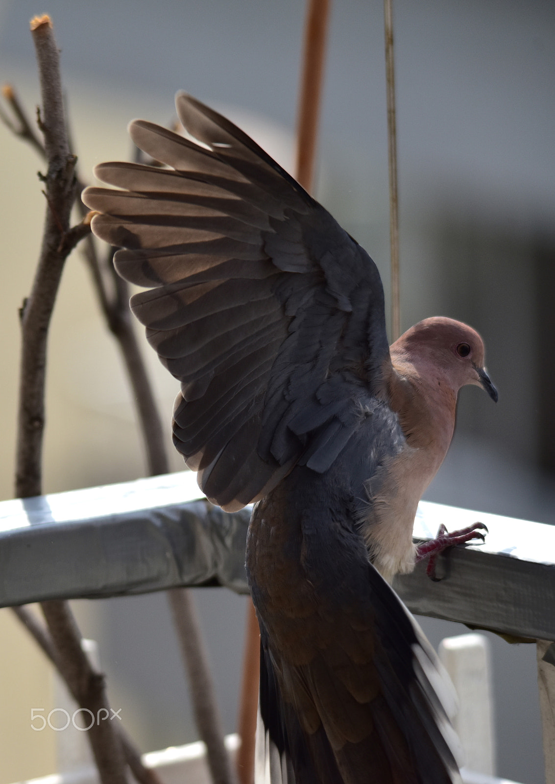 Sigma 150-500mm F5-6.3 DG OS HSM sample photo. Birds photography