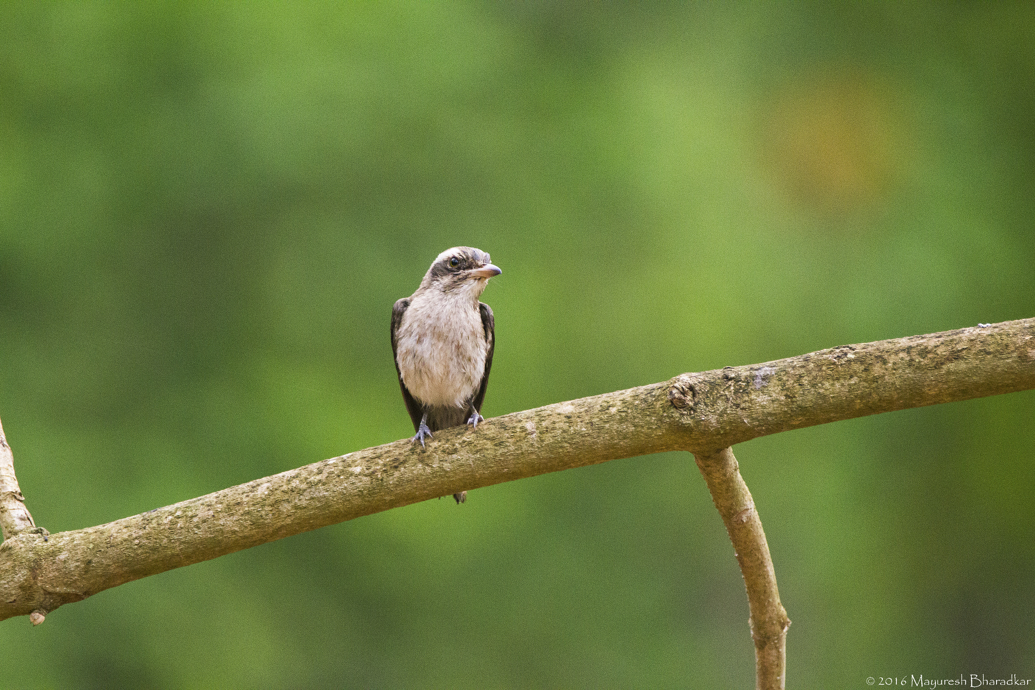 150-600mm F5-6.3 DG OS HSM | Contemporary 015 sample photo. Dark sided  flycatcher photography