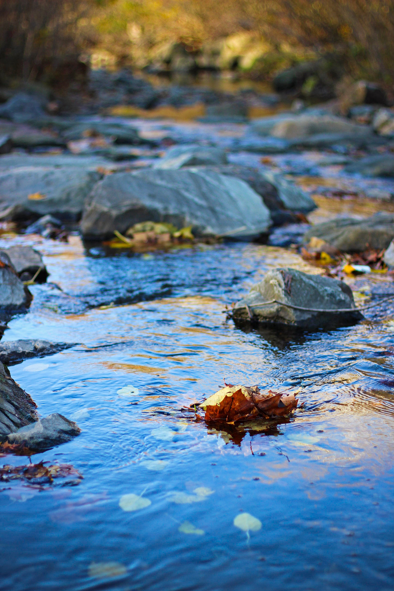 Canon EF 50mm F1.4 USM sample photo. A leaf's journey photography