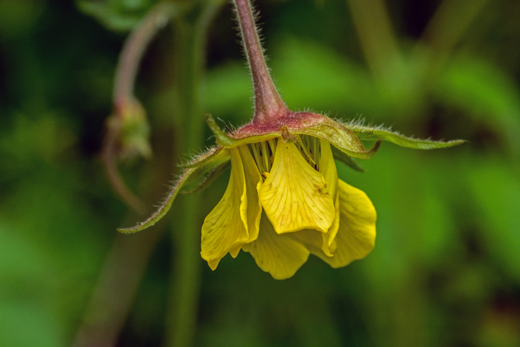 Nikon D7100 + AF Micro-Nikkor 60mm f/2.8 sample photo. A flower to drive away evil spirits! photography