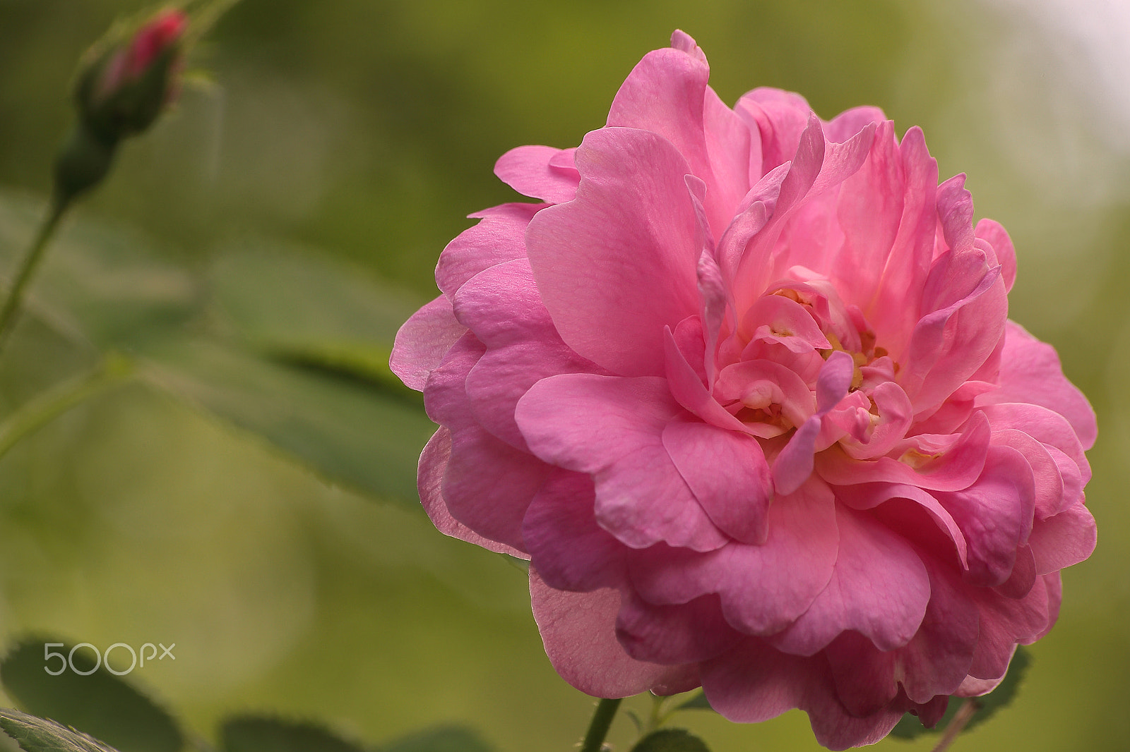 Sigma 70-300mm F4-5.6 APO DG Macro sample photo. The dogrose_flower_macro_ob photography