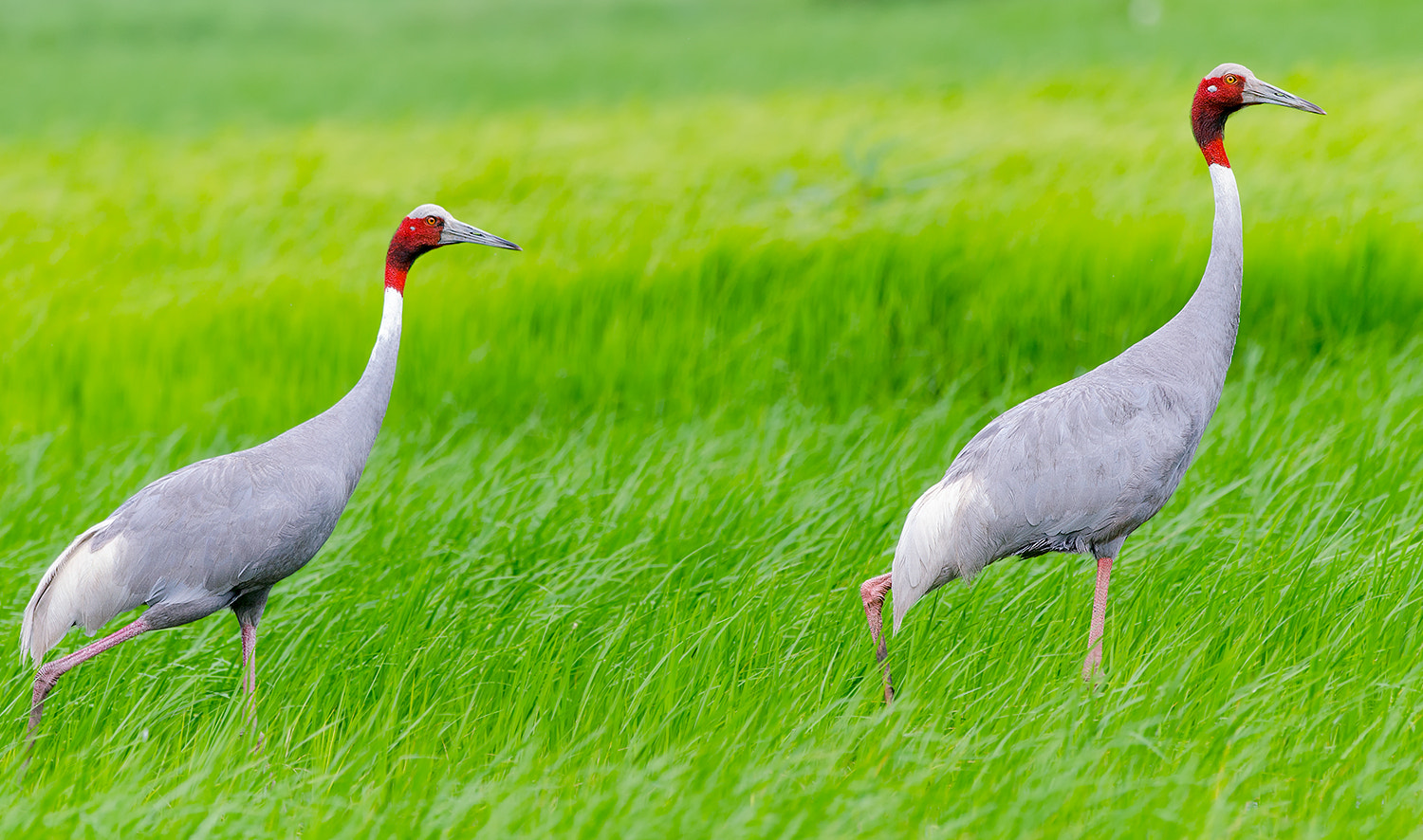 Nikon D7000 + Nikon AF-S Nikkor 500mm F4G ED VR sample photo. Saras couple presenting a beautiful life photography