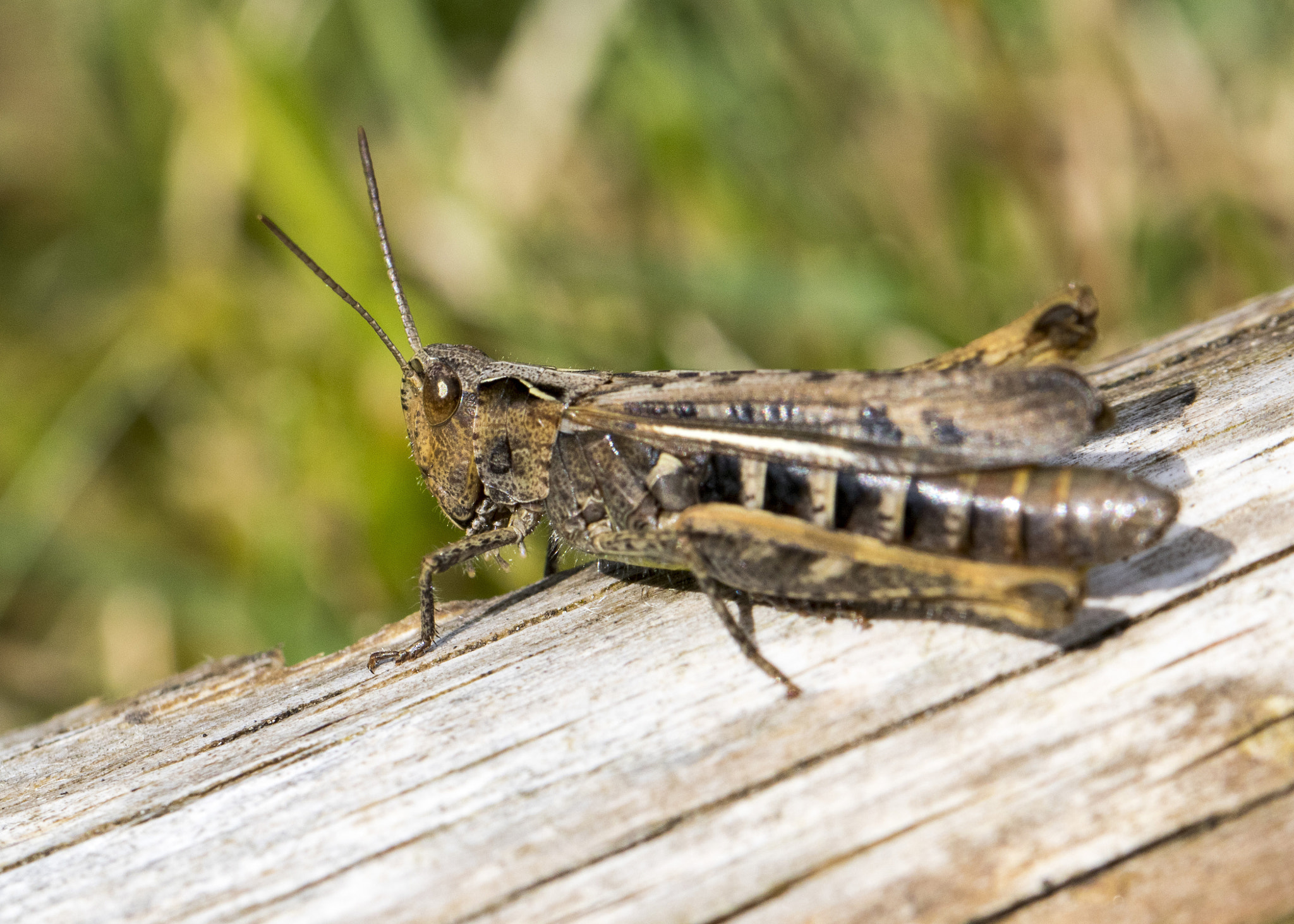 Canon EOS 750D (EOS Rebel T6i / EOS Kiss X8i) + Canon EF 100mm F2.8L Macro IS USM sample photo. Grasshopper photography