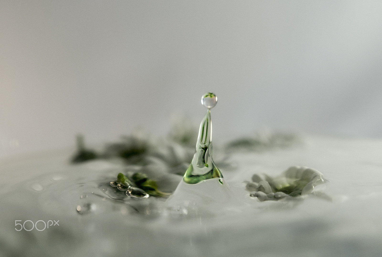 Nikon AF-S DX Micro Nikkor 40mm F2.8 sample photo. A splash above flowers photography
