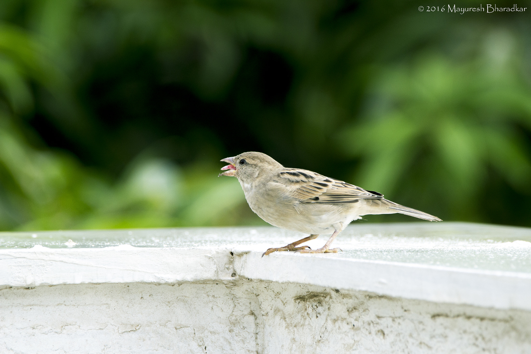 150-600mm F5-6.3 DG OS HSM | Contemporary 015 sample photo. House sparrow photography