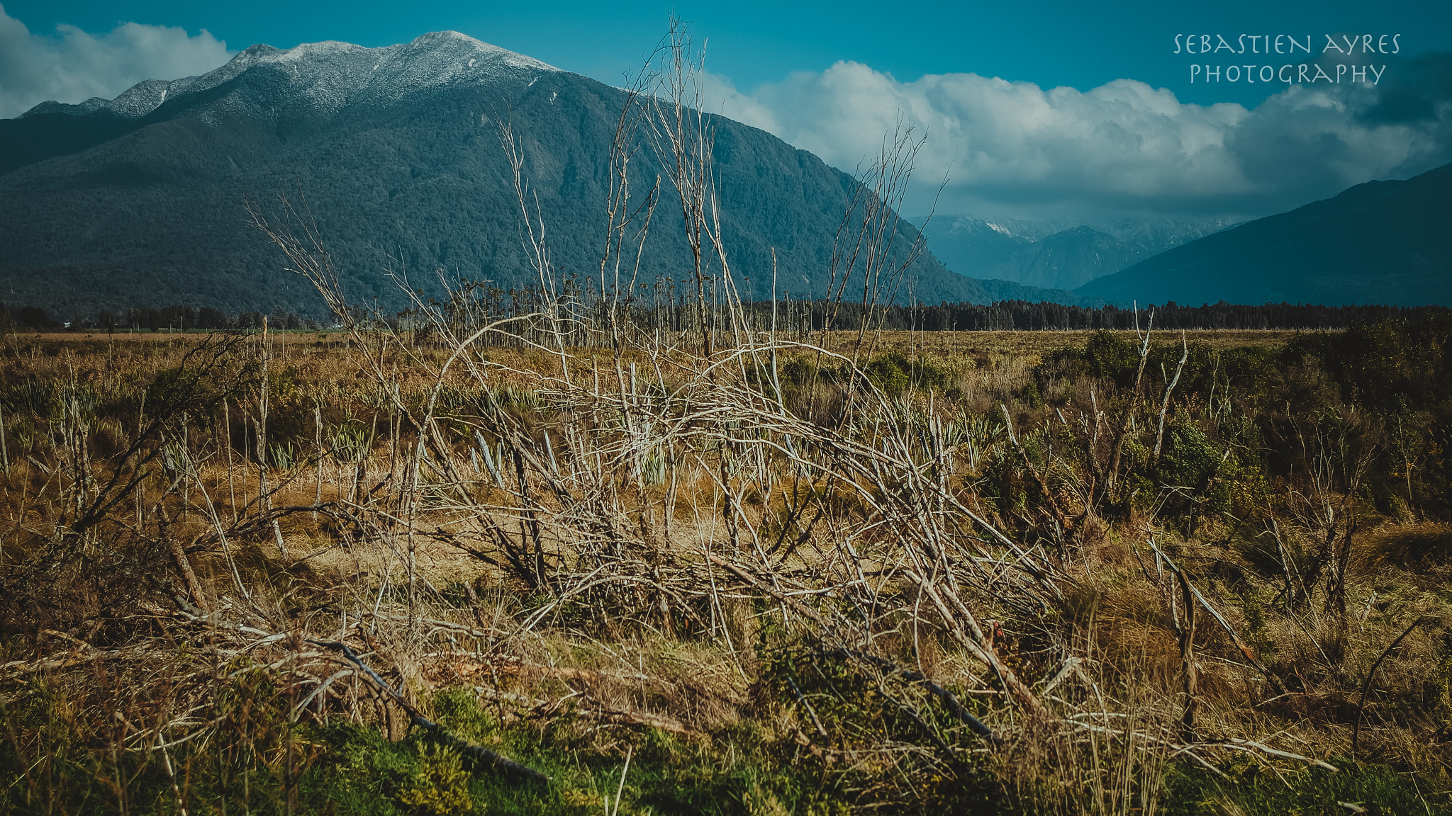Pentax K-S2 sample photo. Tangled trees photography