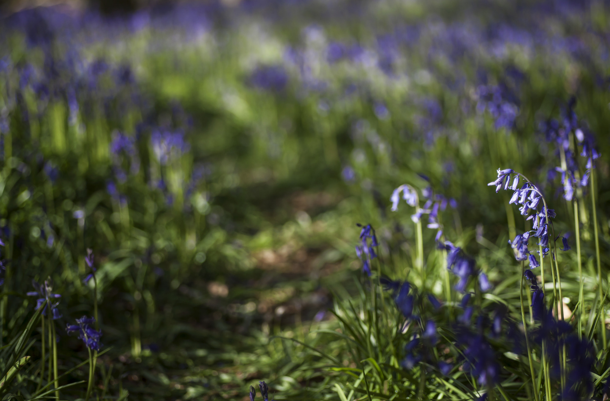 Canon EOS 5D Mark II + Tamron SP AF 90mm F2.8 Di Macro sample photo. Bluebells in the woods photography