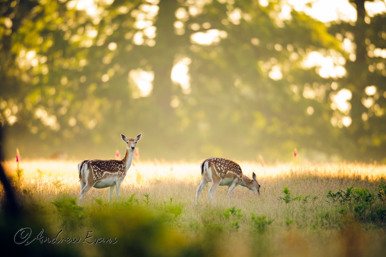 Nikon AF-S Nikkor 400mm F2.8G ED VR II sample photo. Sunrise photography