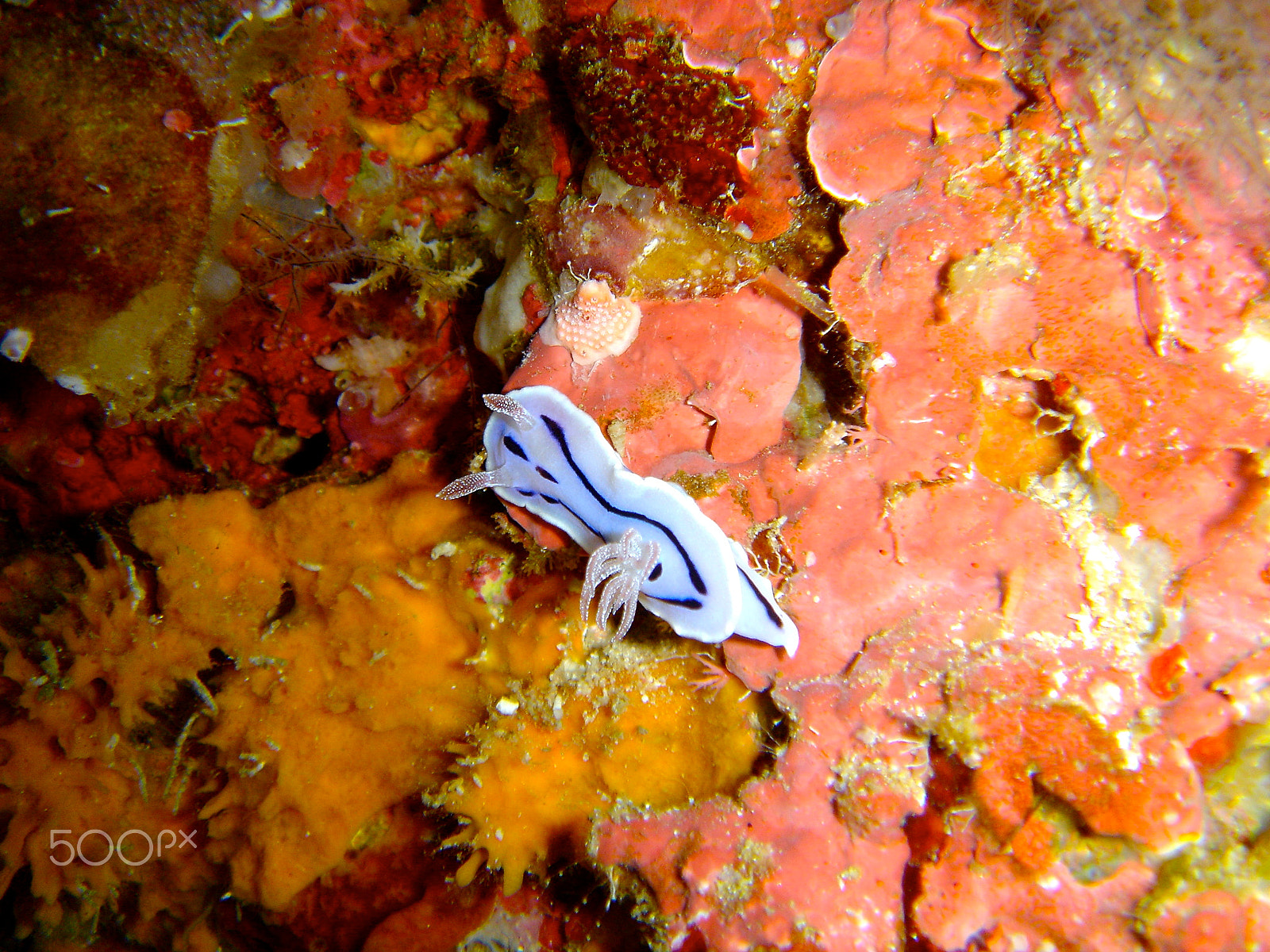 Sony DSC-T1 sample photo. Nudibranch photography