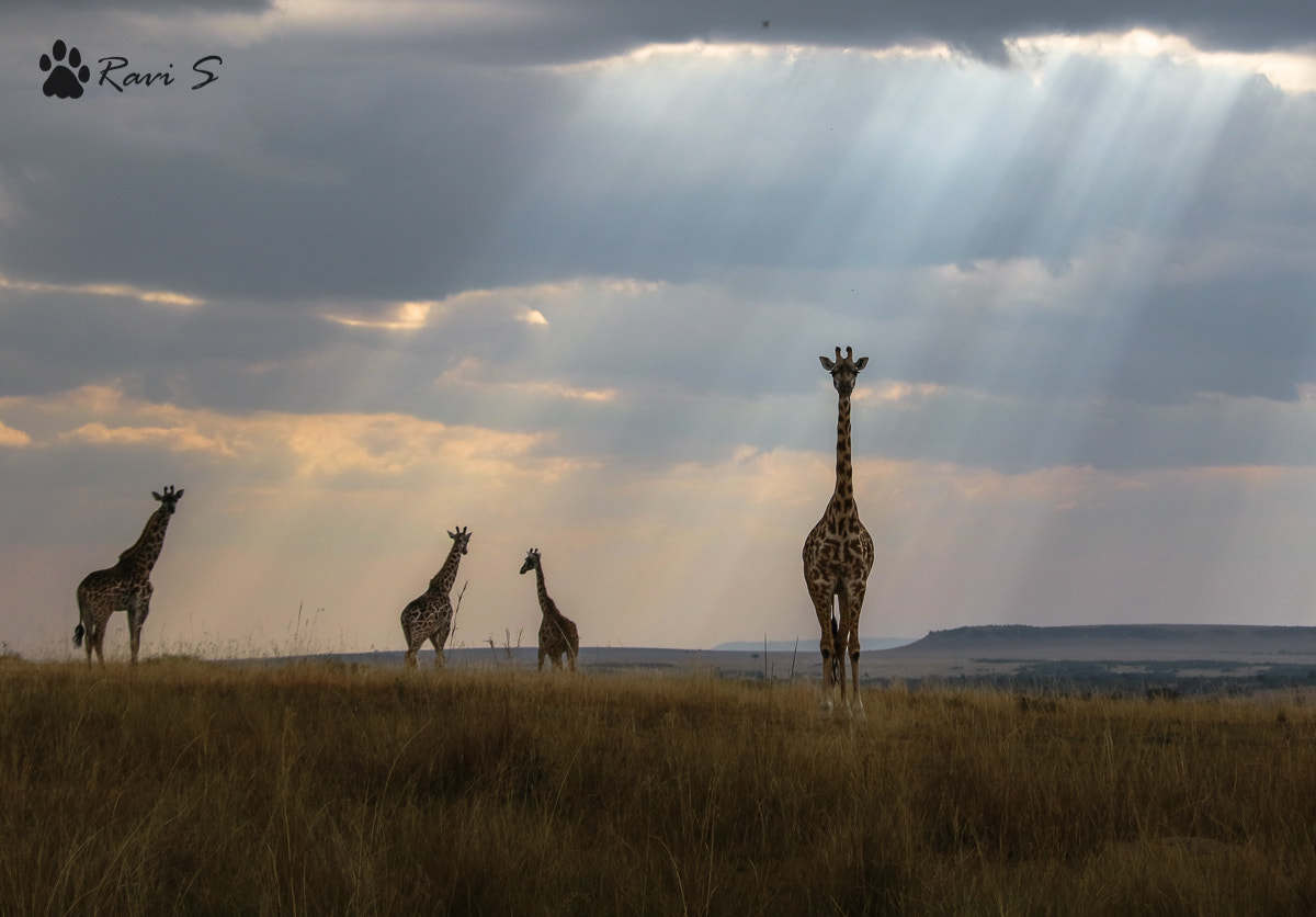 Canon EOS M3 sample photo. Divine giraffes photography