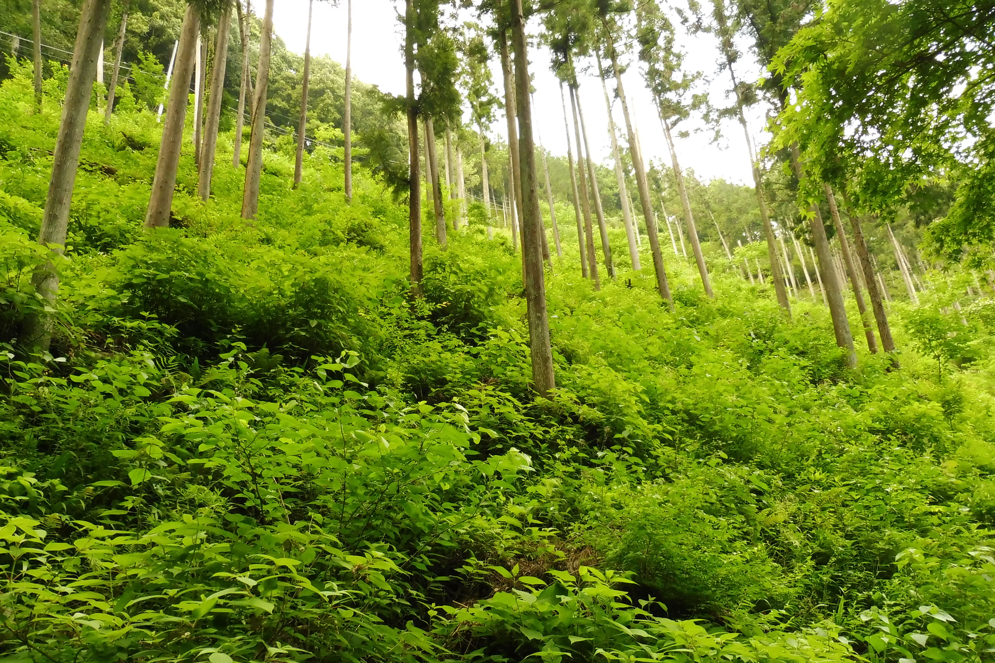 Panasonic Lumix DMC-ZS45 (Lumix DMC-TZ57) sample photo. Takao photography