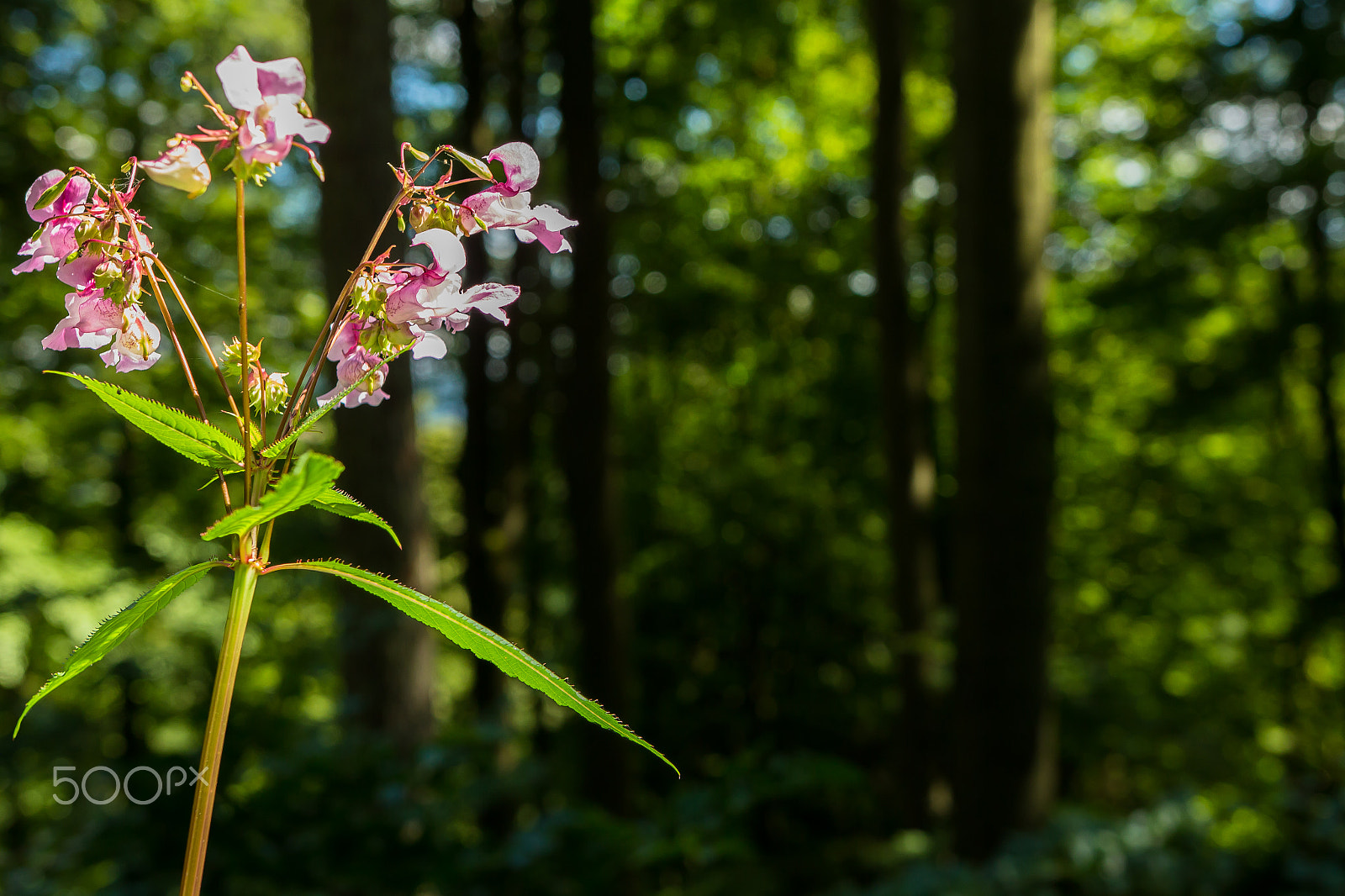 Sigma 18-35mm f/1.8 DC HSM sample photo. Beautiful pink flower photography