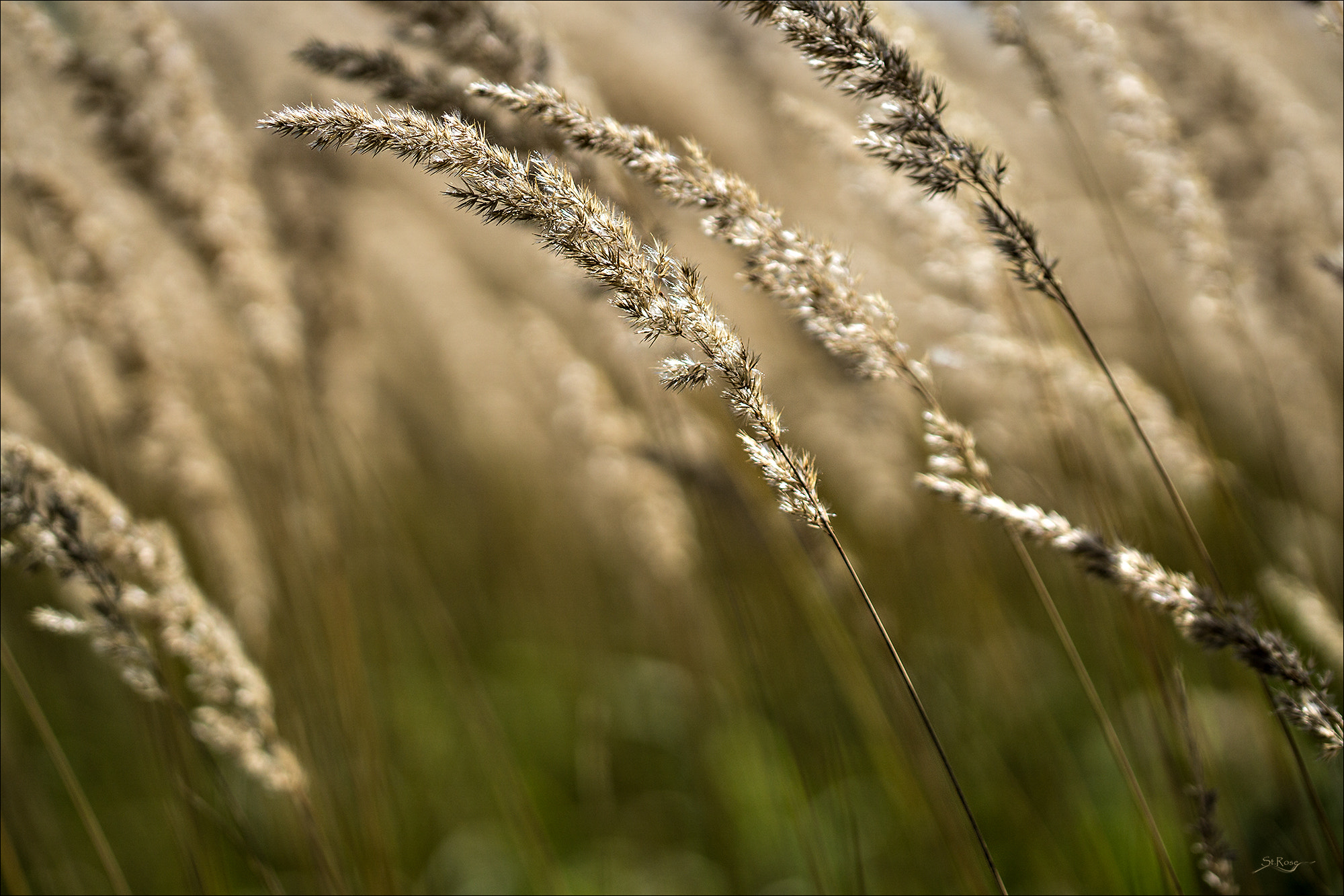 Sony a6000 + 90mm F2.8 Macro SSM sample photo. Grain photography