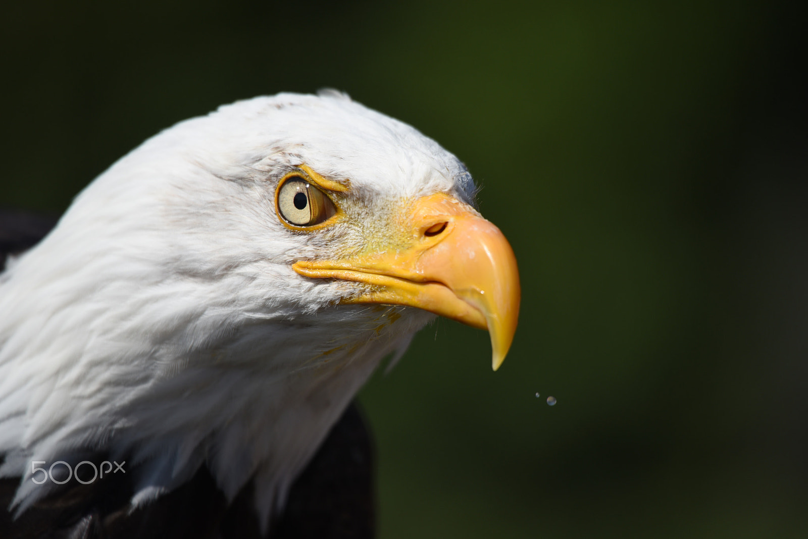Sigma 50-500mm F4.5-6.3 DG OS HSM sample photo. Hawk conservancy trust 24 august 2016 428 photography