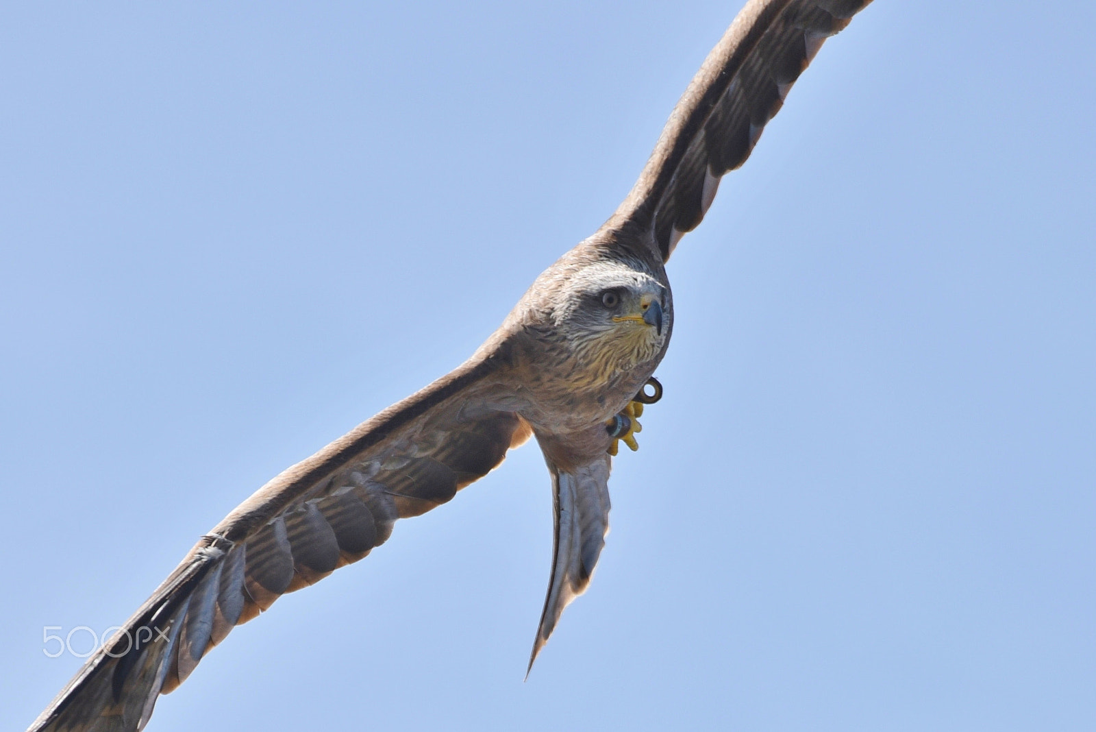 Sigma 50-500mm F4.5-6.3 DG OS HSM sample photo. Hawk conservancy trust 24 august 2016 294 photography