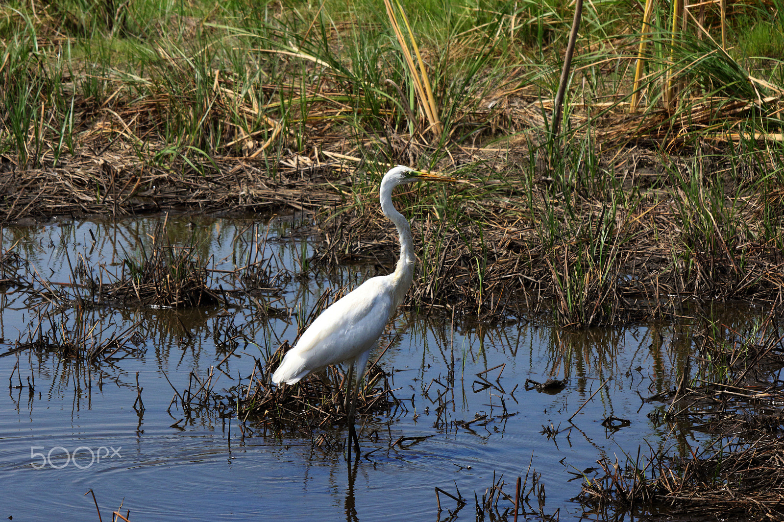 Canon EF 70-200mm F2.8L USM sample photo. Snow white in the swamp*** photography