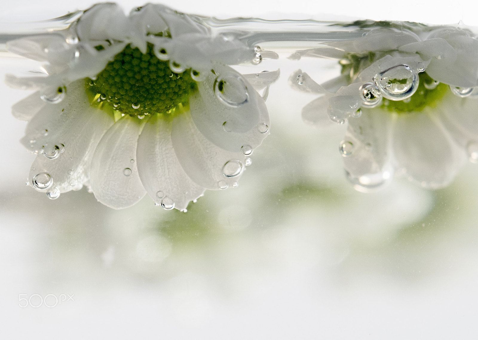 Nikon AF-S DX Micro Nikkor 40mm F2.8 sample photo. Underwater love photography