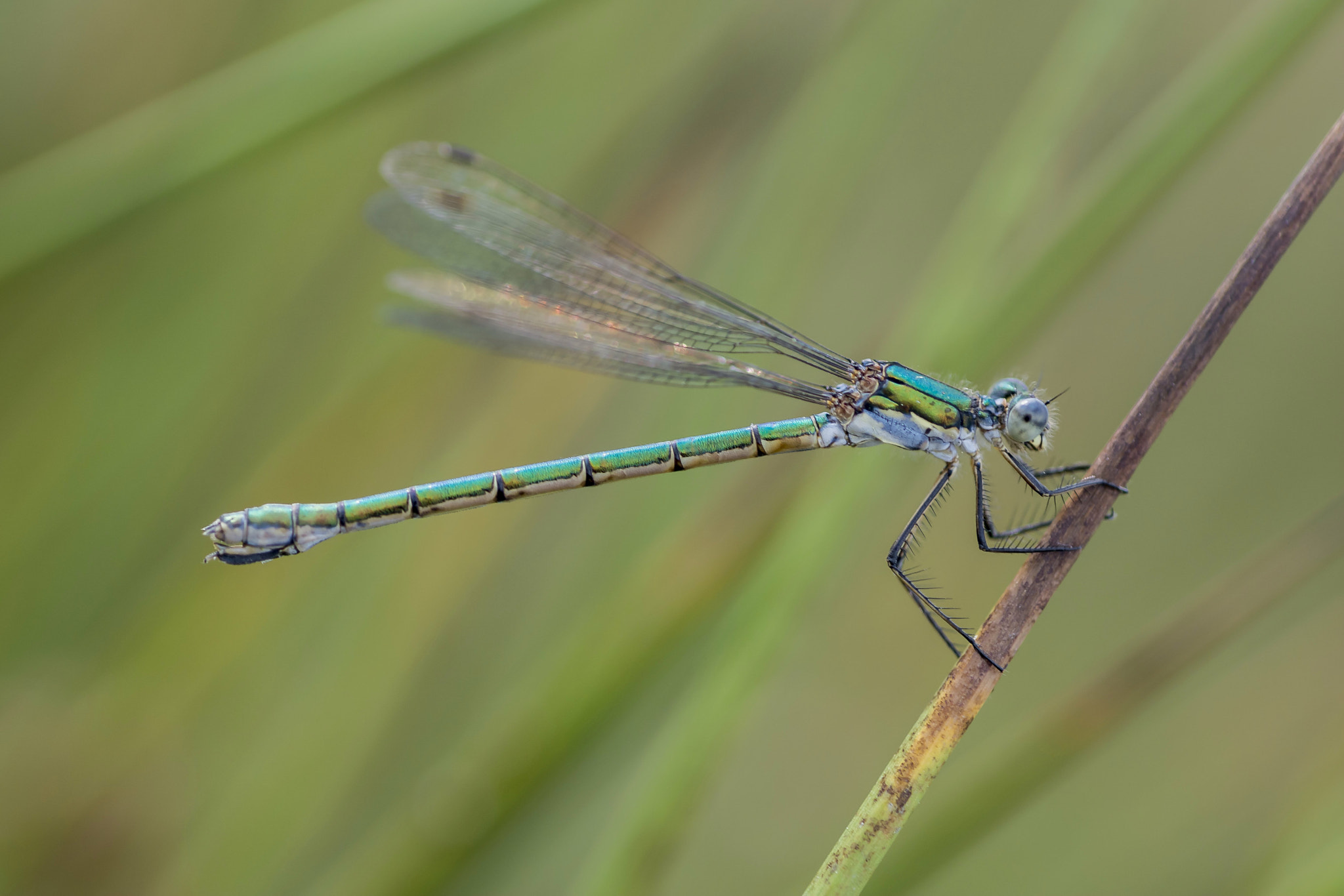 Nikon D7100 + AF Micro-Nikkor 60mm f/2.8 sample photo. Damselfly photography
