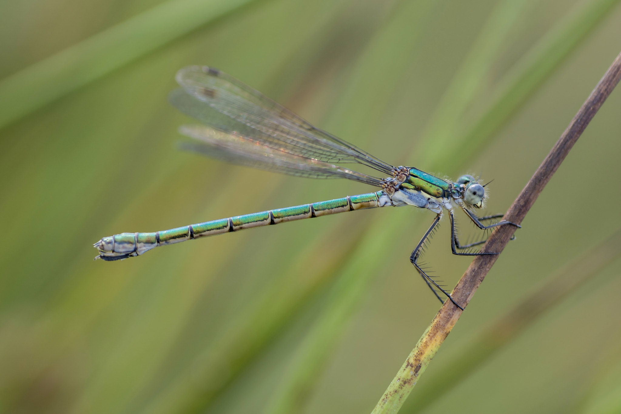 Nikon D7100 + AF Micro-Nikkor 60mm f/2.8 sample photo. Damselfly photography