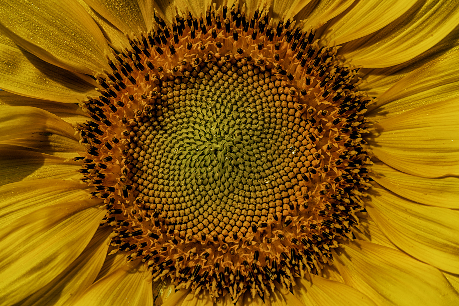 Tamron AF 28-300mm F3.5-6.3 XR Di LD Aspherical (IF) Macro sample photo. Helianthus annuus photography