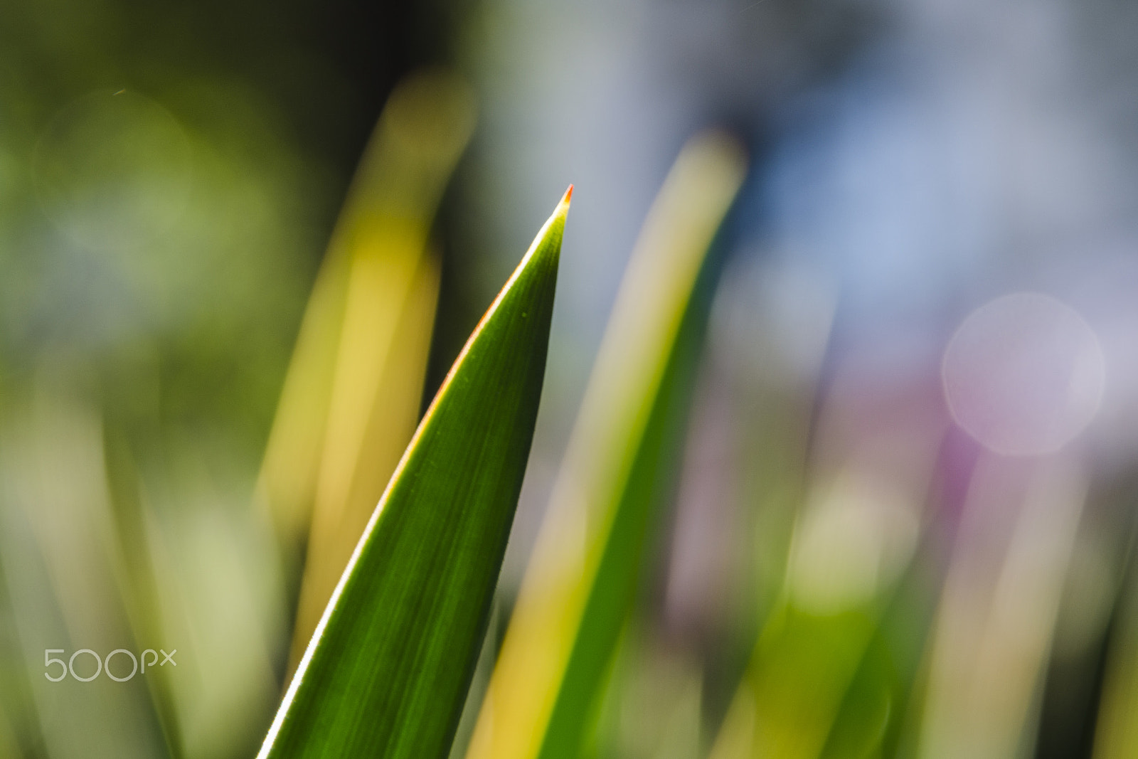 Nikon AF Nikkor 24-85mm F2.8-4D IF sample photo. Sisal photography