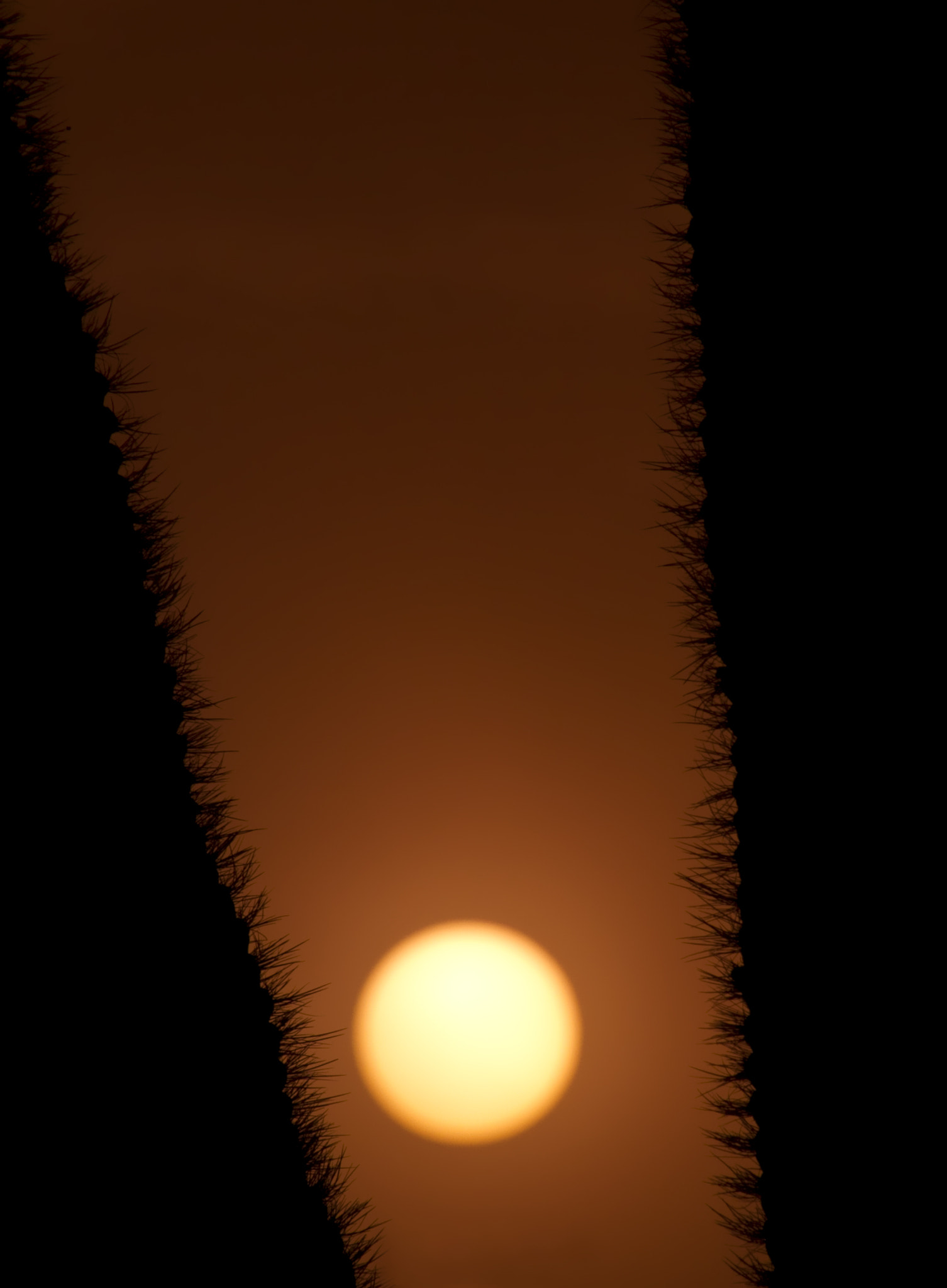 Canon EOS 7D + Canon EF 75-300mm f/4-5.6 USM sample photo. Saguaro sunset photography