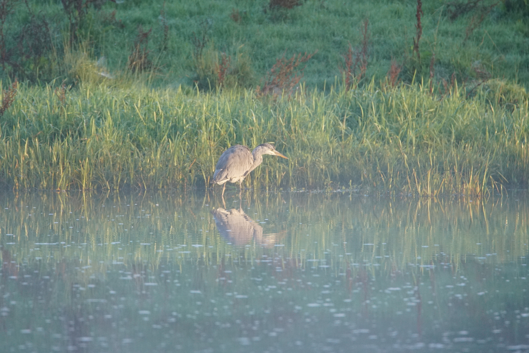 Sony a7R II + Tamron SP 150-600mm F5-6.3 Di VC USD sample photo