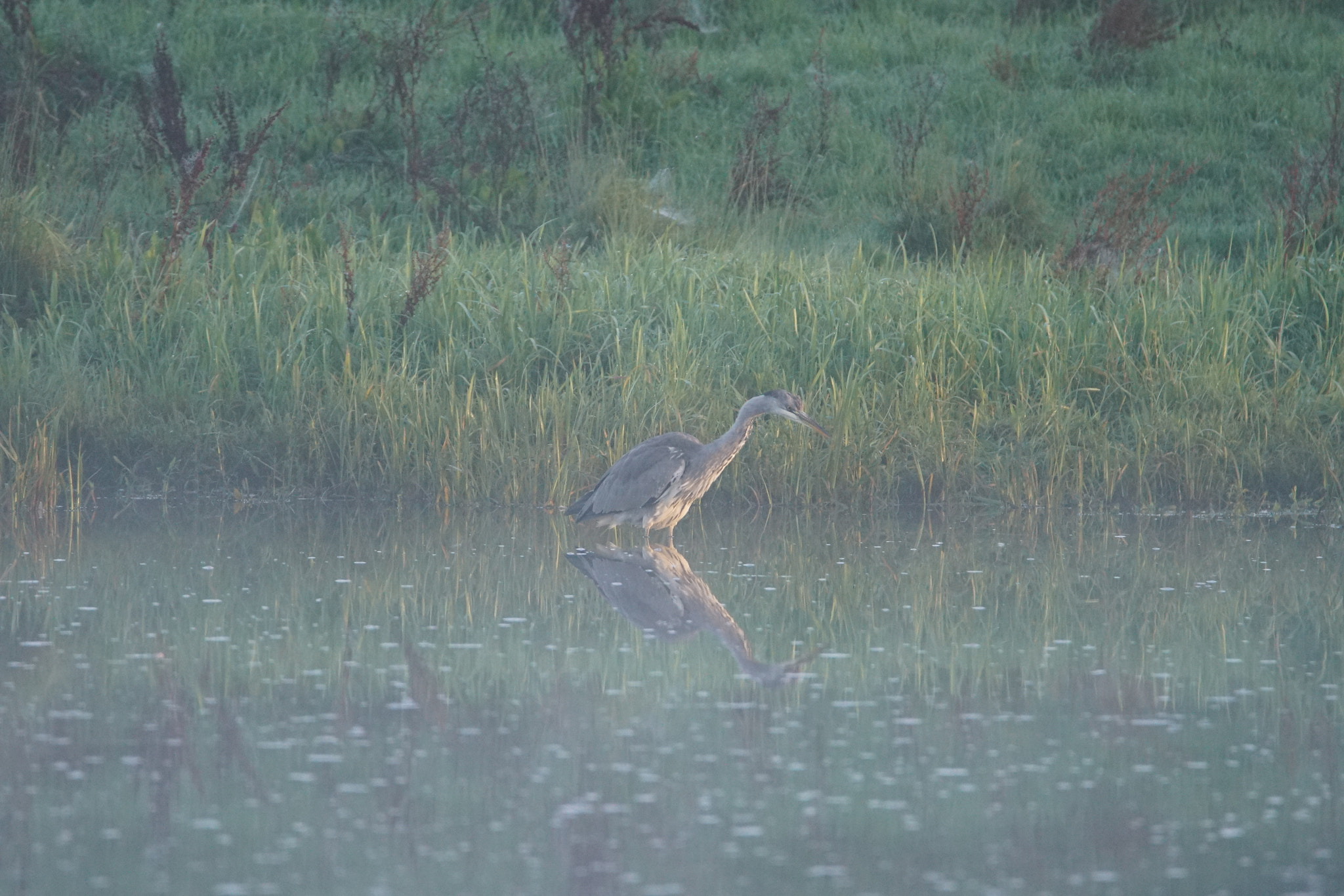 Sony a7R II + Tamron SP 150-600mm F5-6.3 Di VC USD sample photo
