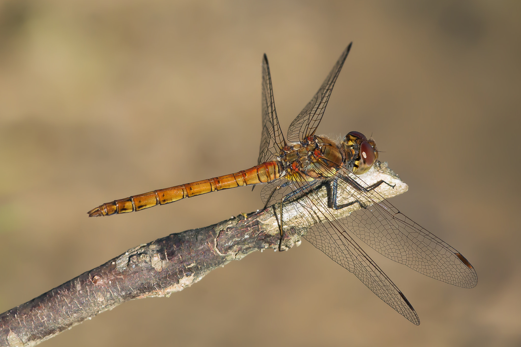 Nikon D800 + Sigma 105mm F2.8 EX DG Macro sample photo. Dragonflies photography