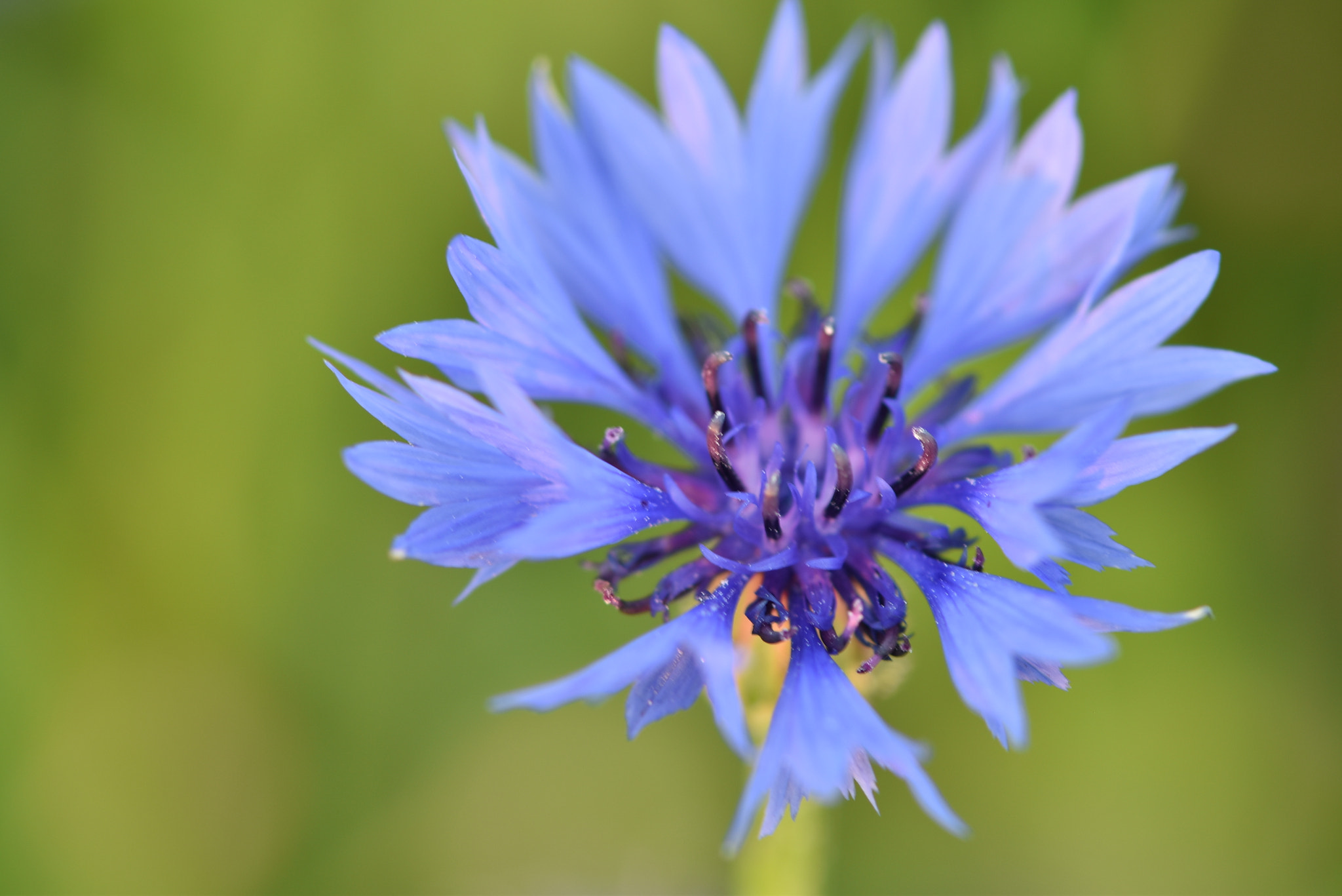 Nikon AF-S Micro-Nikkor 105mm F2.8G IF-ED VR sample photo. Cornflower photography